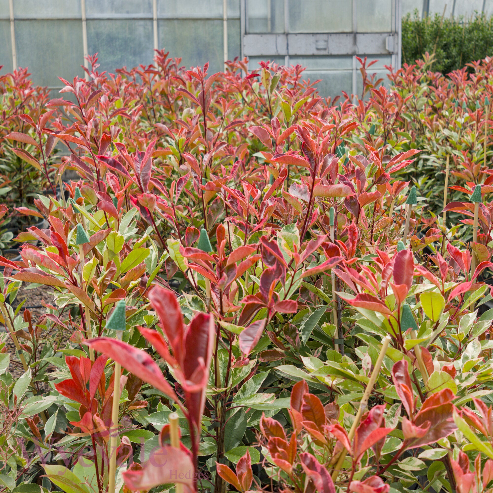 Photinia x fraseri (Red Robin) 'Louise' – Wyevale Hedges