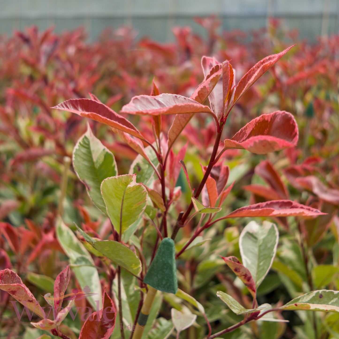 Photinia x fraseri (Red Robin) 'Louise'