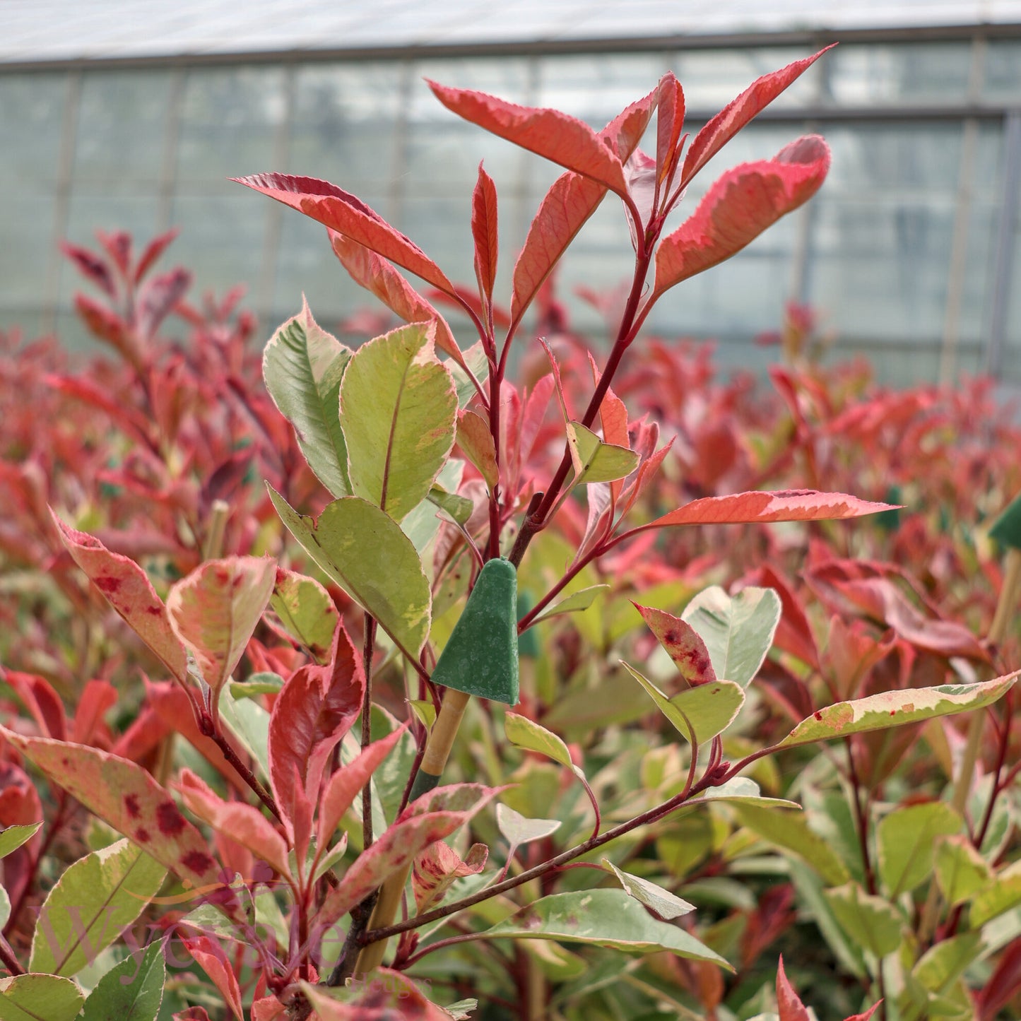Photinia x fraseri (Red Robin) 'Louise'