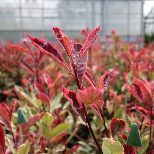 Photinia x fraseri (Red Robin) 'Louise'