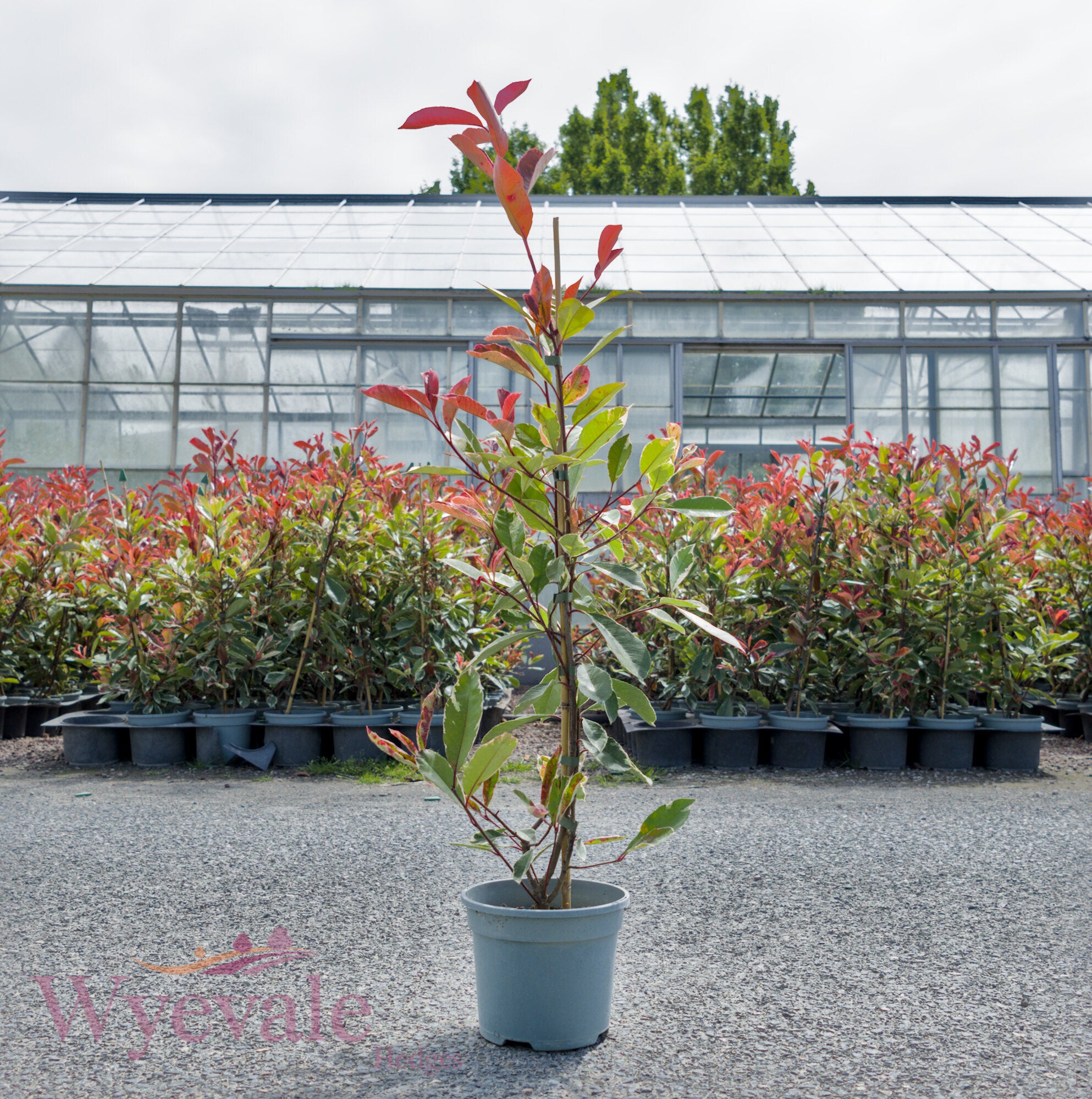 Photinia x fraseri (Red Robin) 'Louise' – Wyevale Hedges