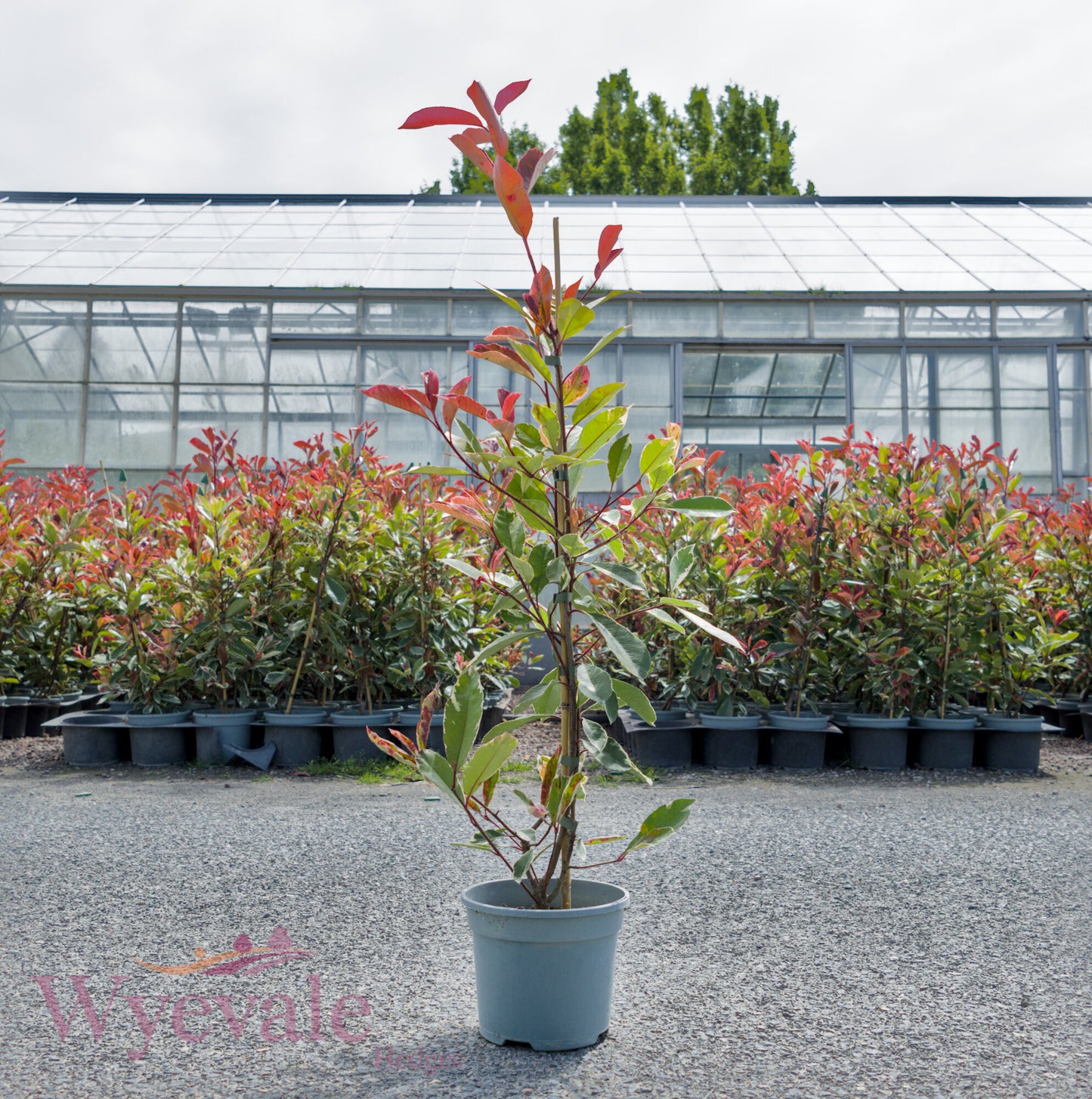 Photinia x fraseri (Red Robin) 'Louise'