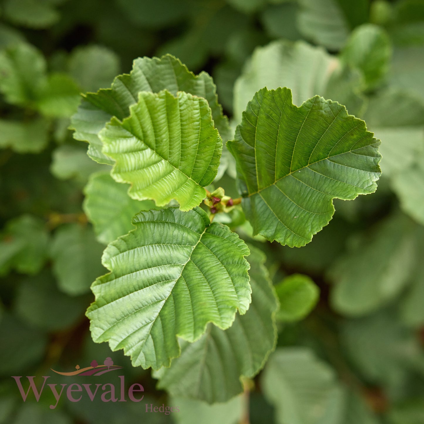 Bareroot Alnus glutinosa (Common Alder)