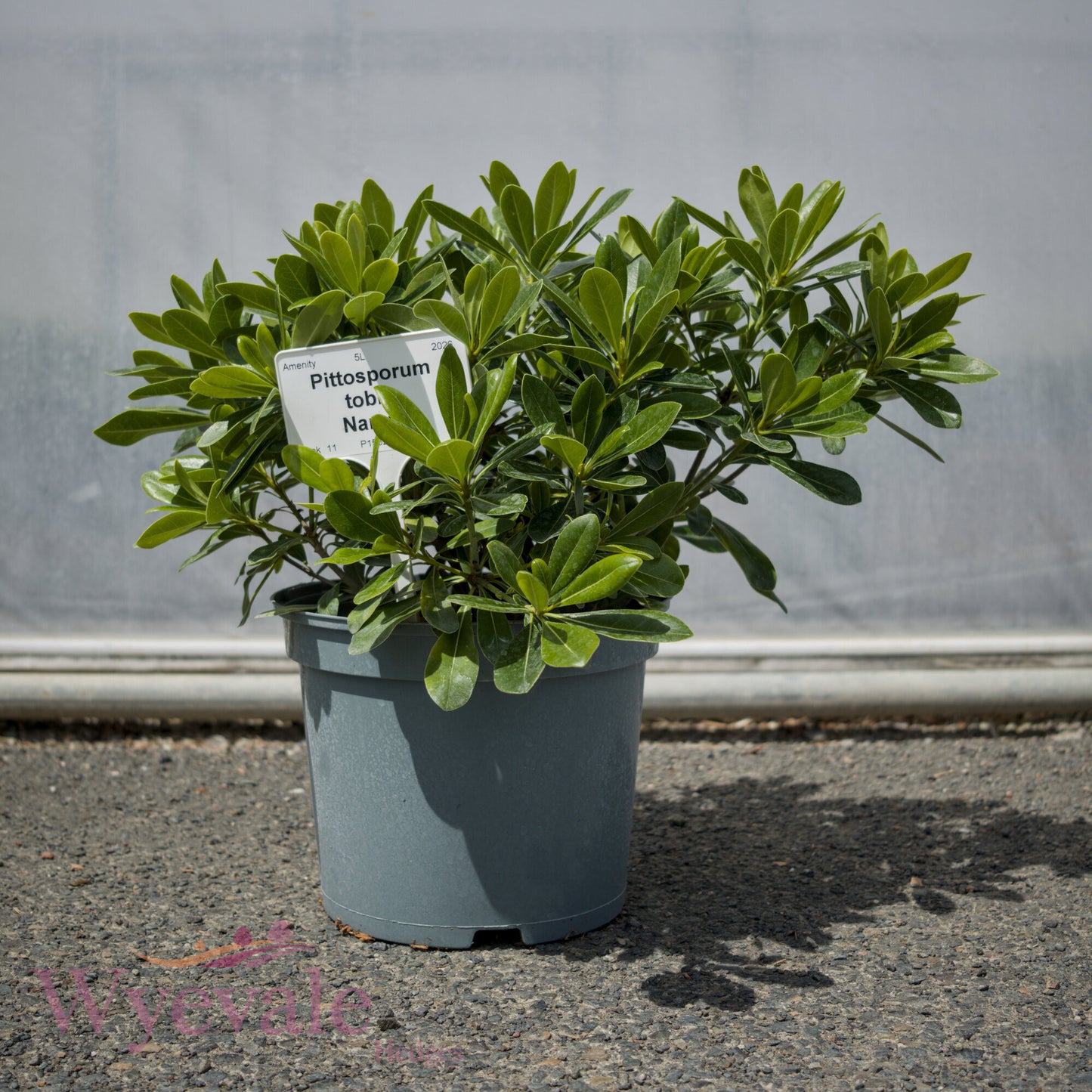 Pittosporum tobira (Japanese pittosporum) 'Nanum'