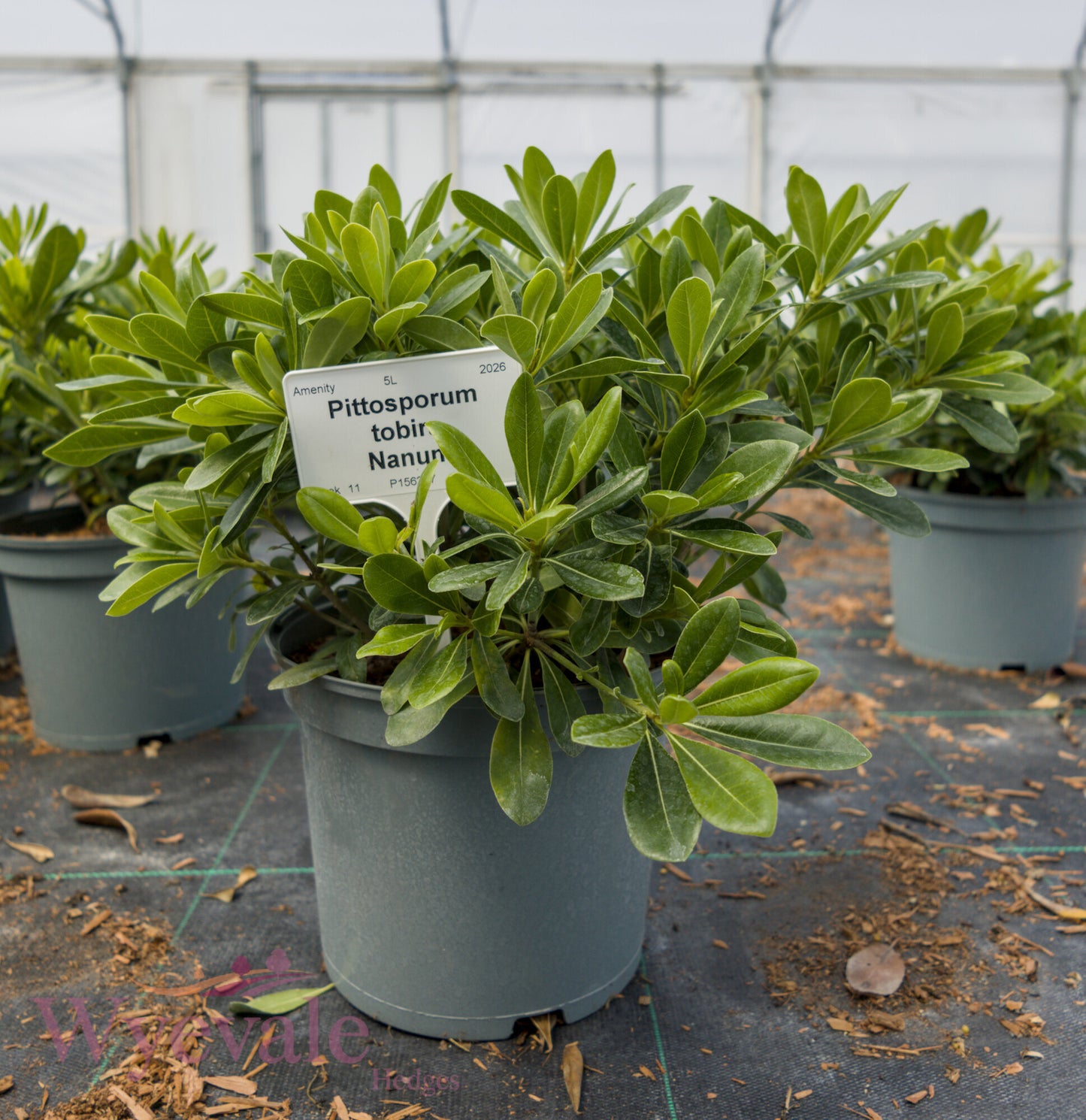 Pittosporum tobira (Japanese pittosporum) 'Nanum'