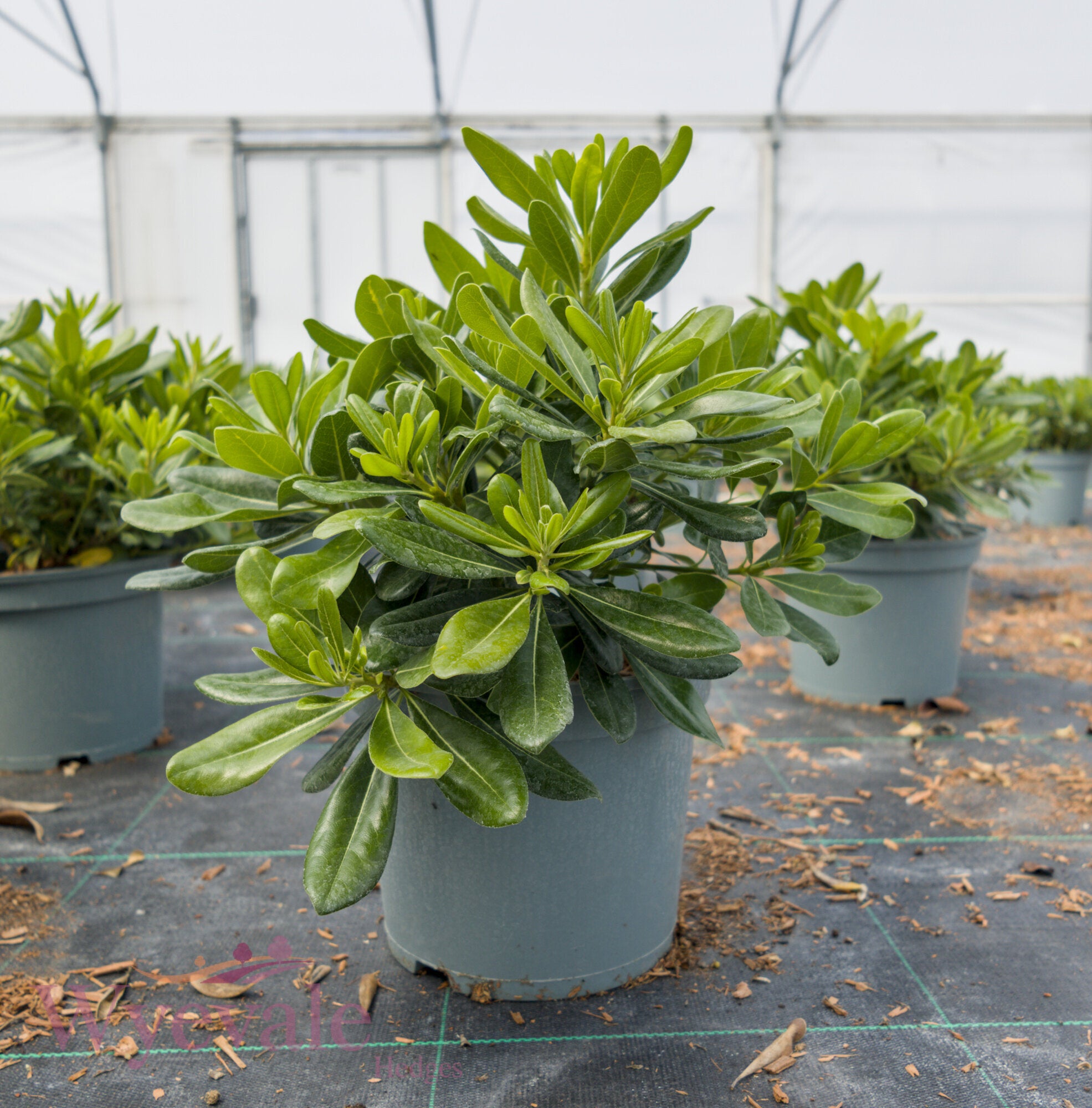 Pittosporum tobira (Japanese pittosporum) 'Nanum'