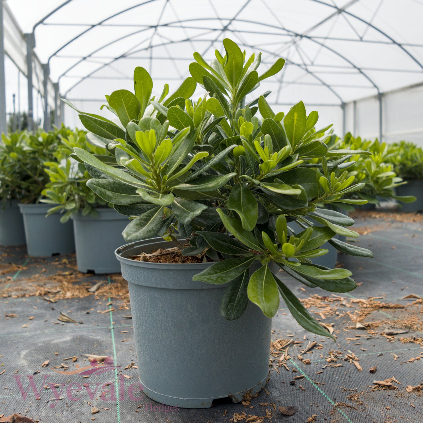 Pittosporum tobira (Japanese pittosporum) 'Nanum'