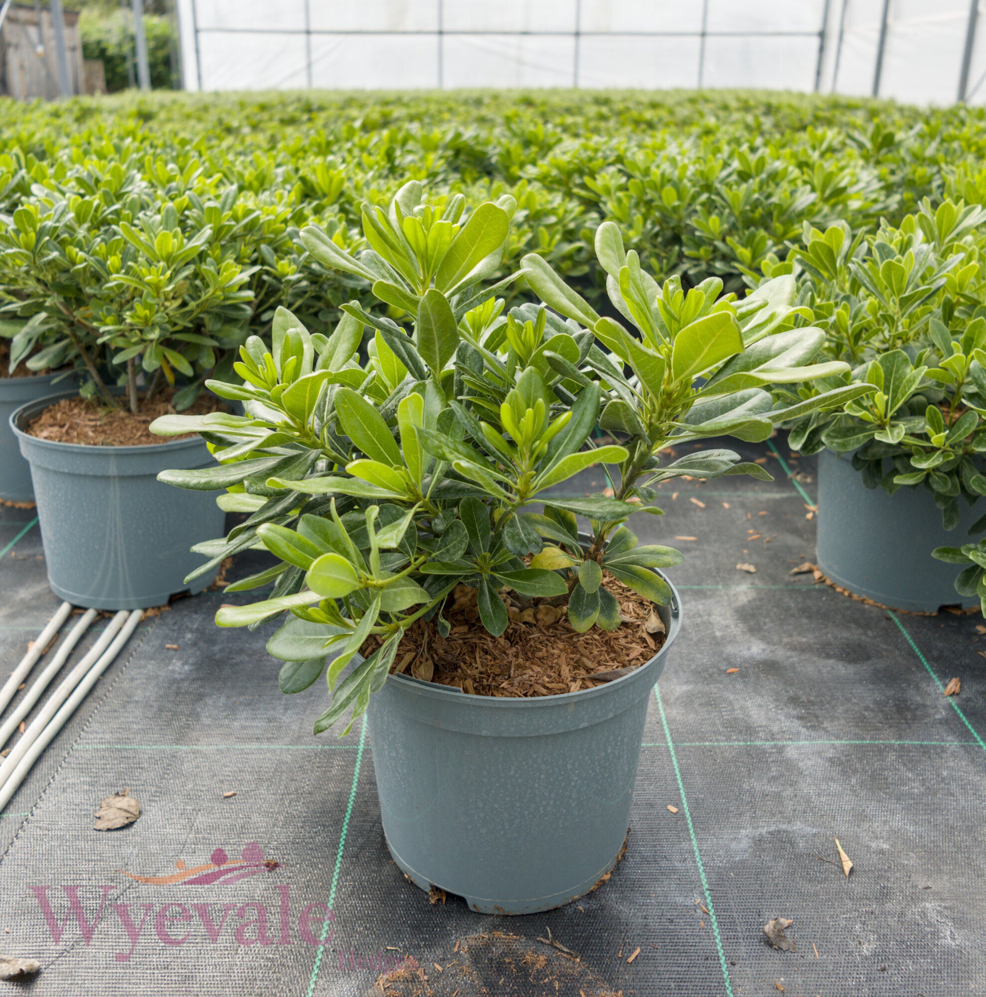 Pittosporum tobira (Japanese pittosporum) 'Nanum'