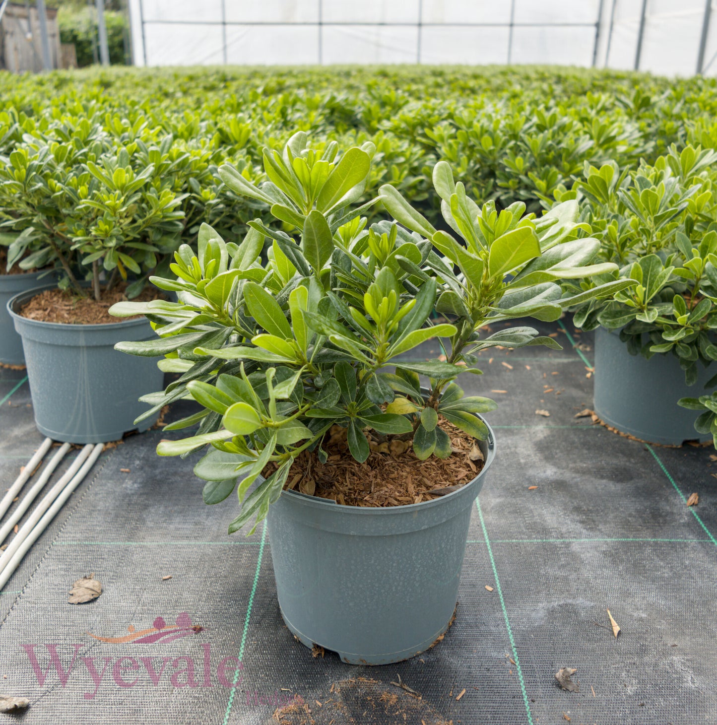 Pittosporum tobira (Japanese pittosporum) 'Nanum'