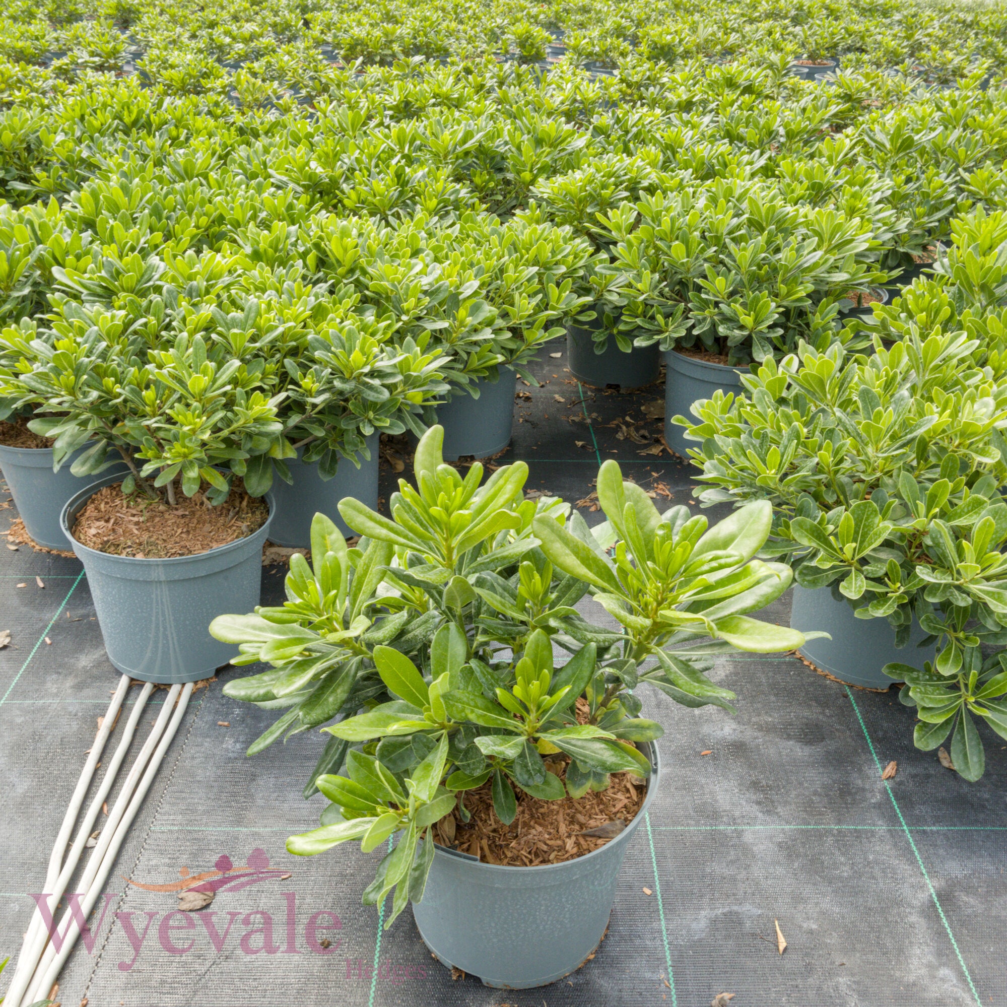 Pittosporum tobira (Japanese pittosporum) 'Nanum'
