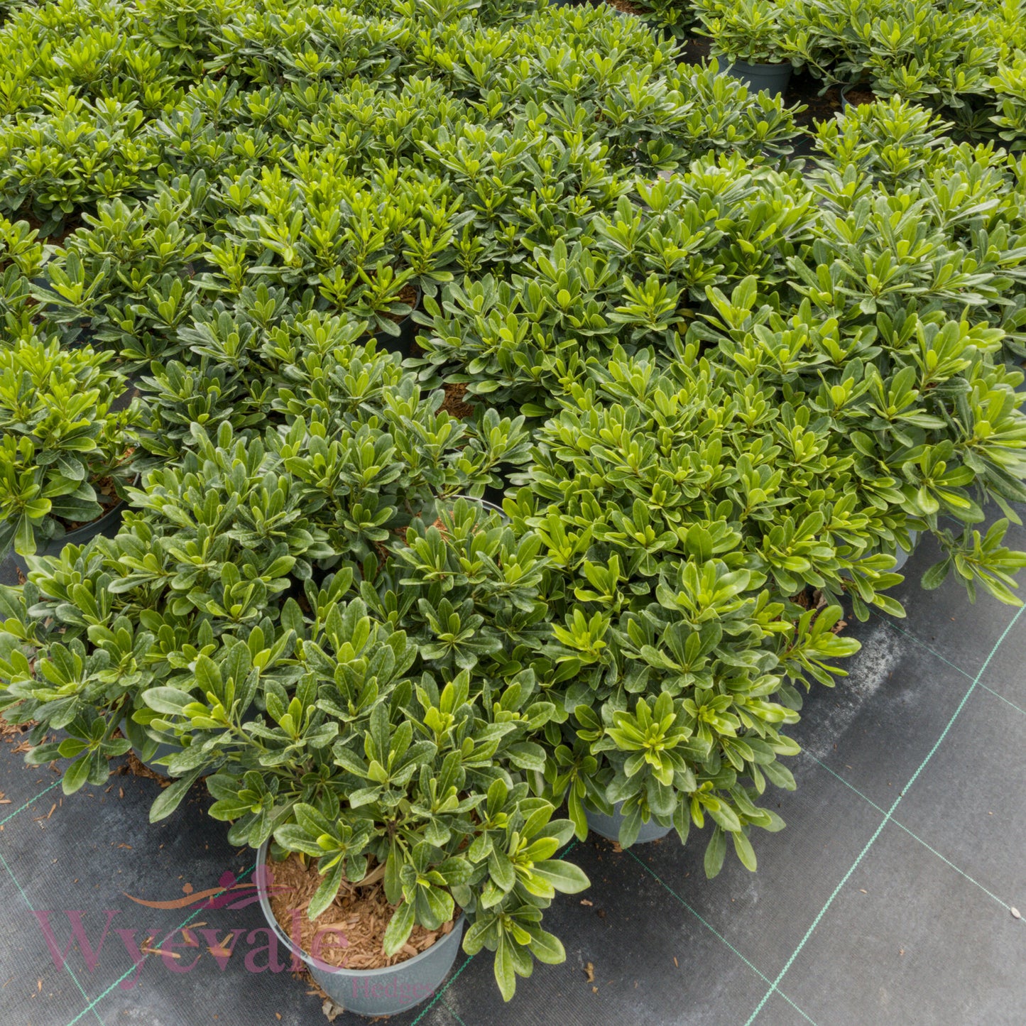 Pittosporum tobira (Japanese pittosporum) 'Nanum'
