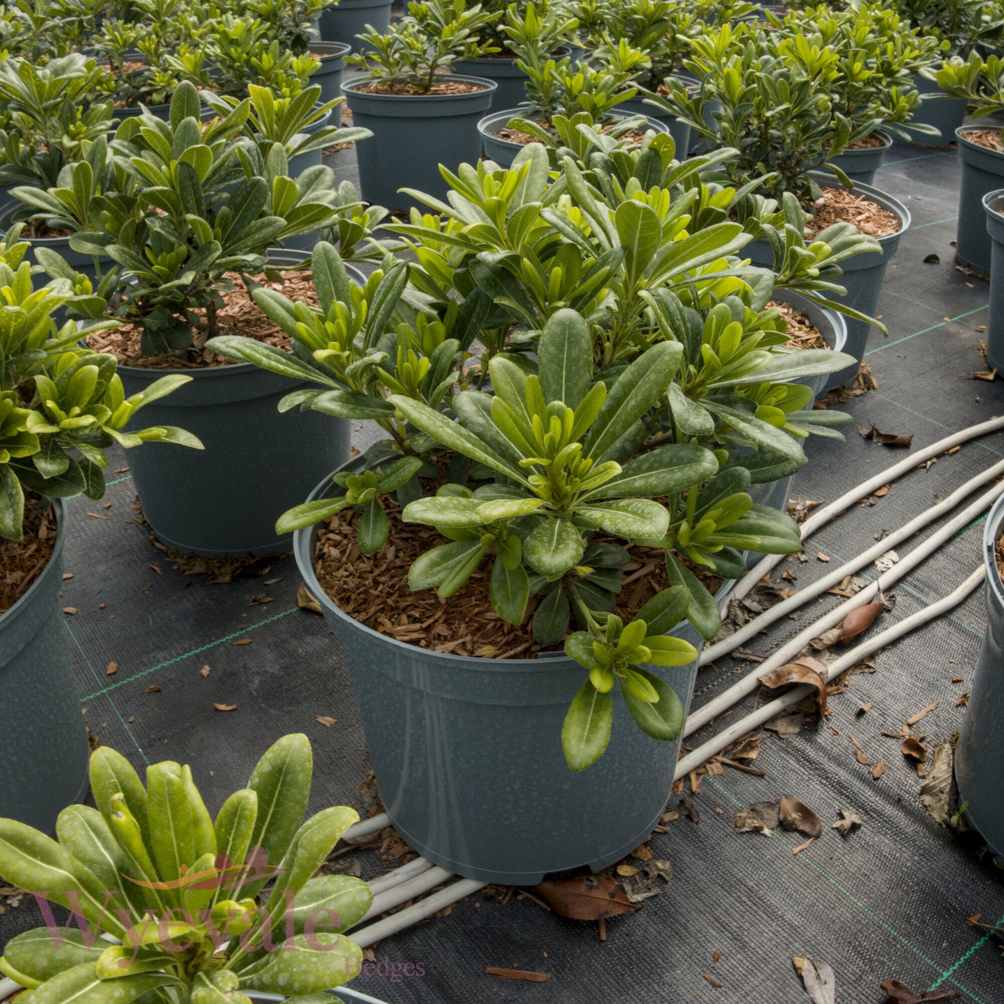 Pittosporum tobira (Japanese pittosporum) 'Nanum'