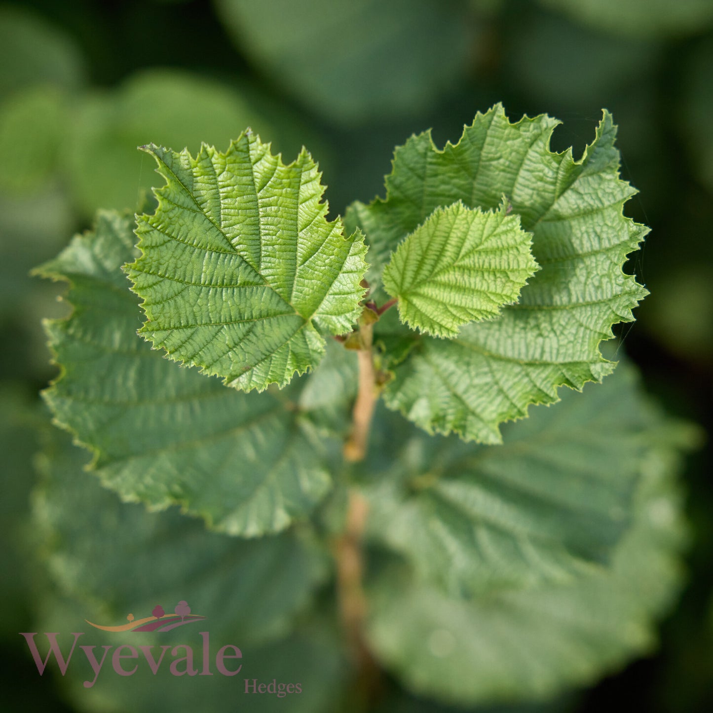 Bareroot Corylus avellana (Hazel)