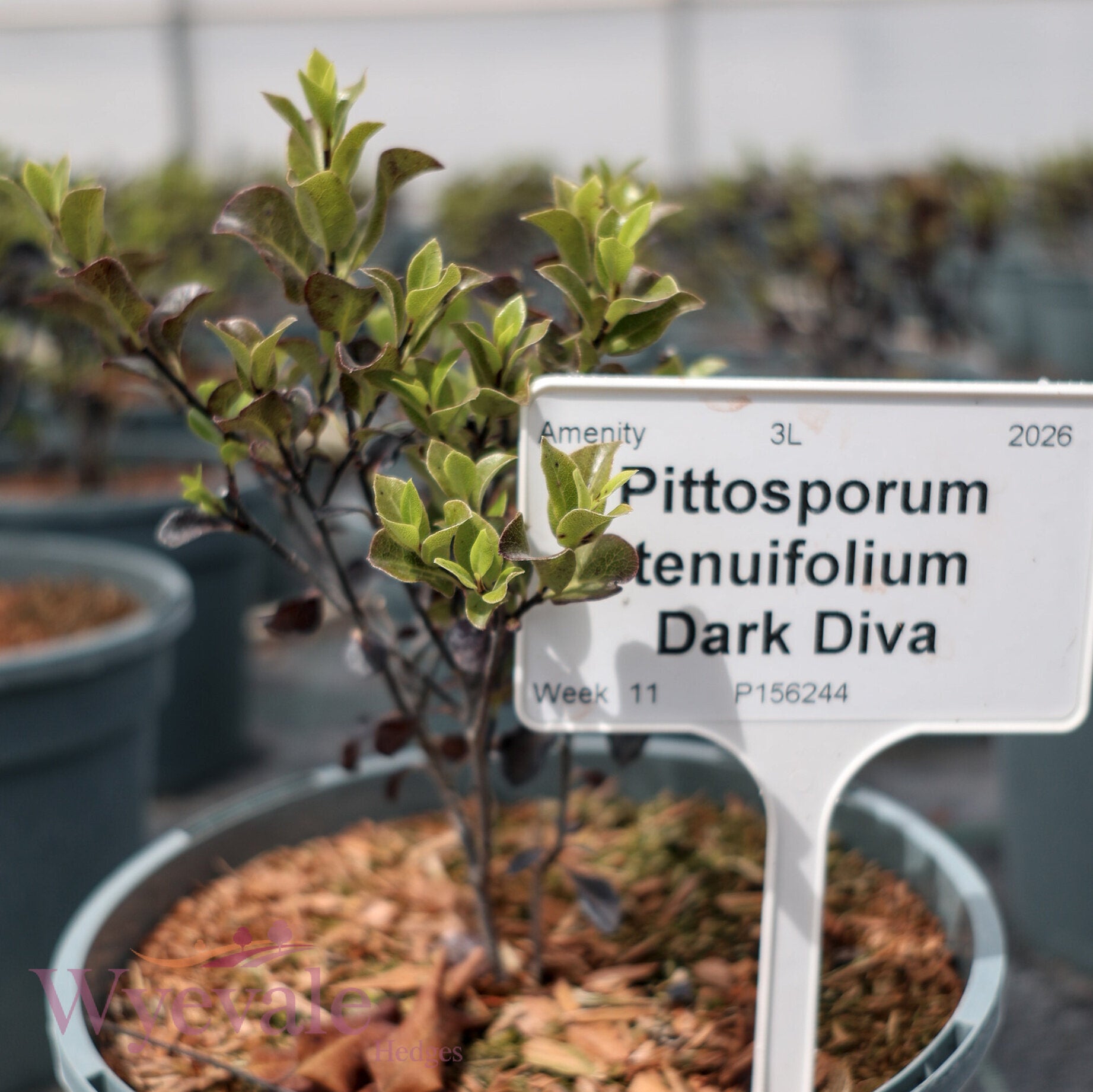Pittosporum tenuifolium 'Dark Diva'