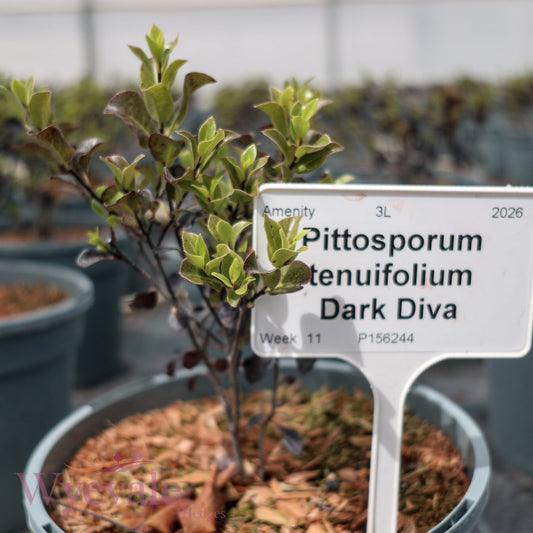 Pittosporum tenuifolium 'Dark Diva'