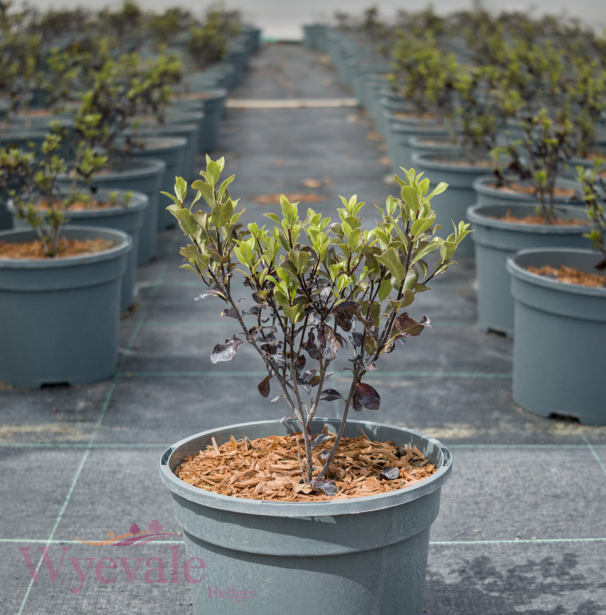 Pittosporum tenuifolium 'Dark Diva'