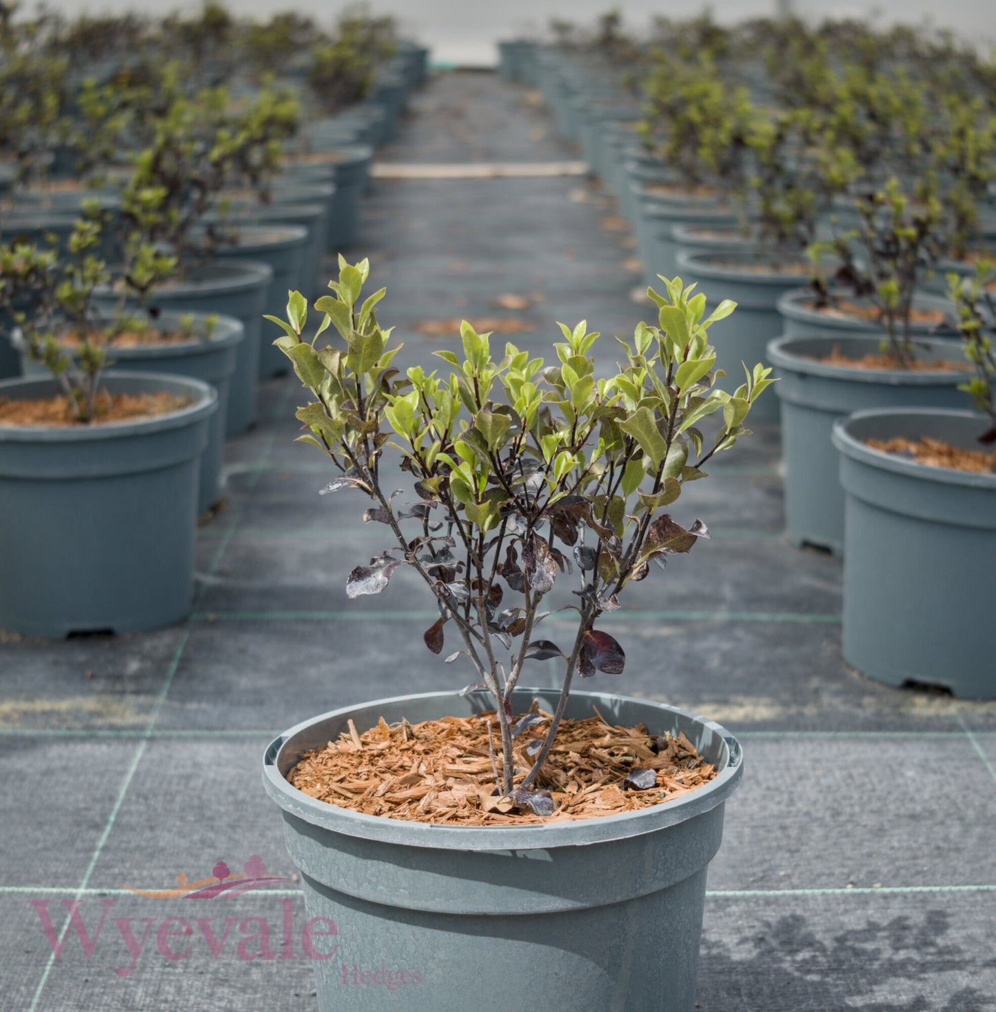 Pittosporum tenuifolium 'Dark Diva'