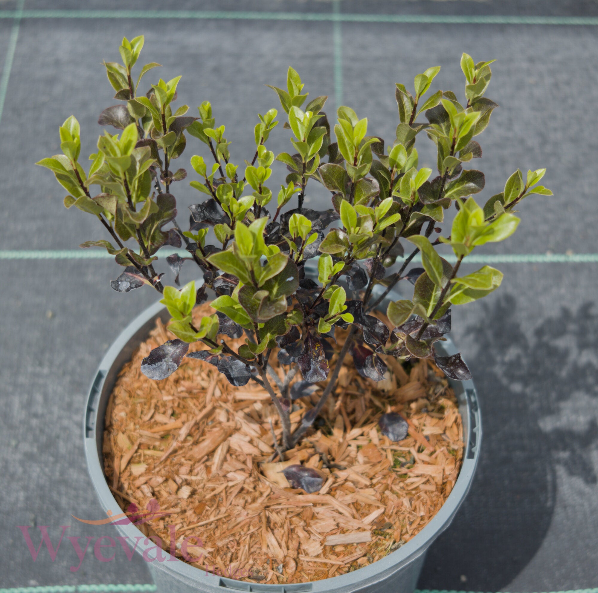Pittosporum tenuifolium 'Dark Diva'