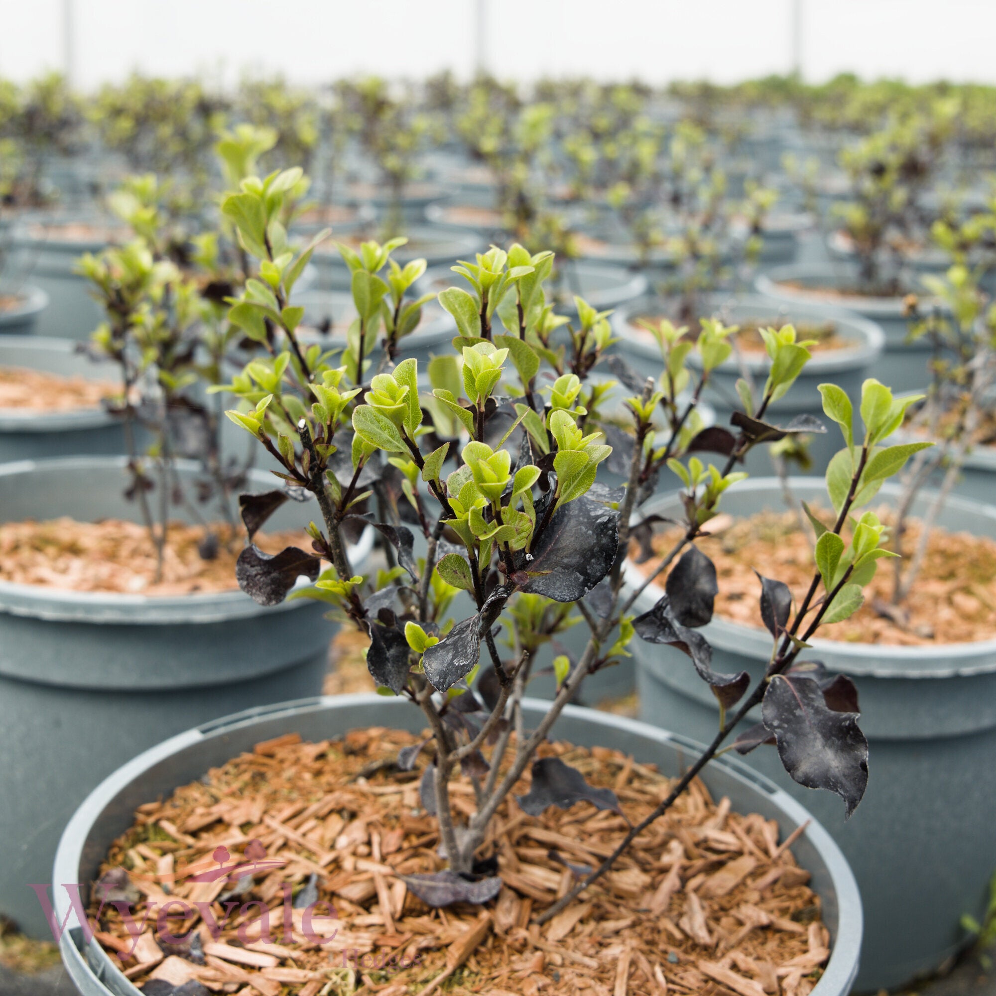 Pittosporum tenuifolium 'Dark Diva'