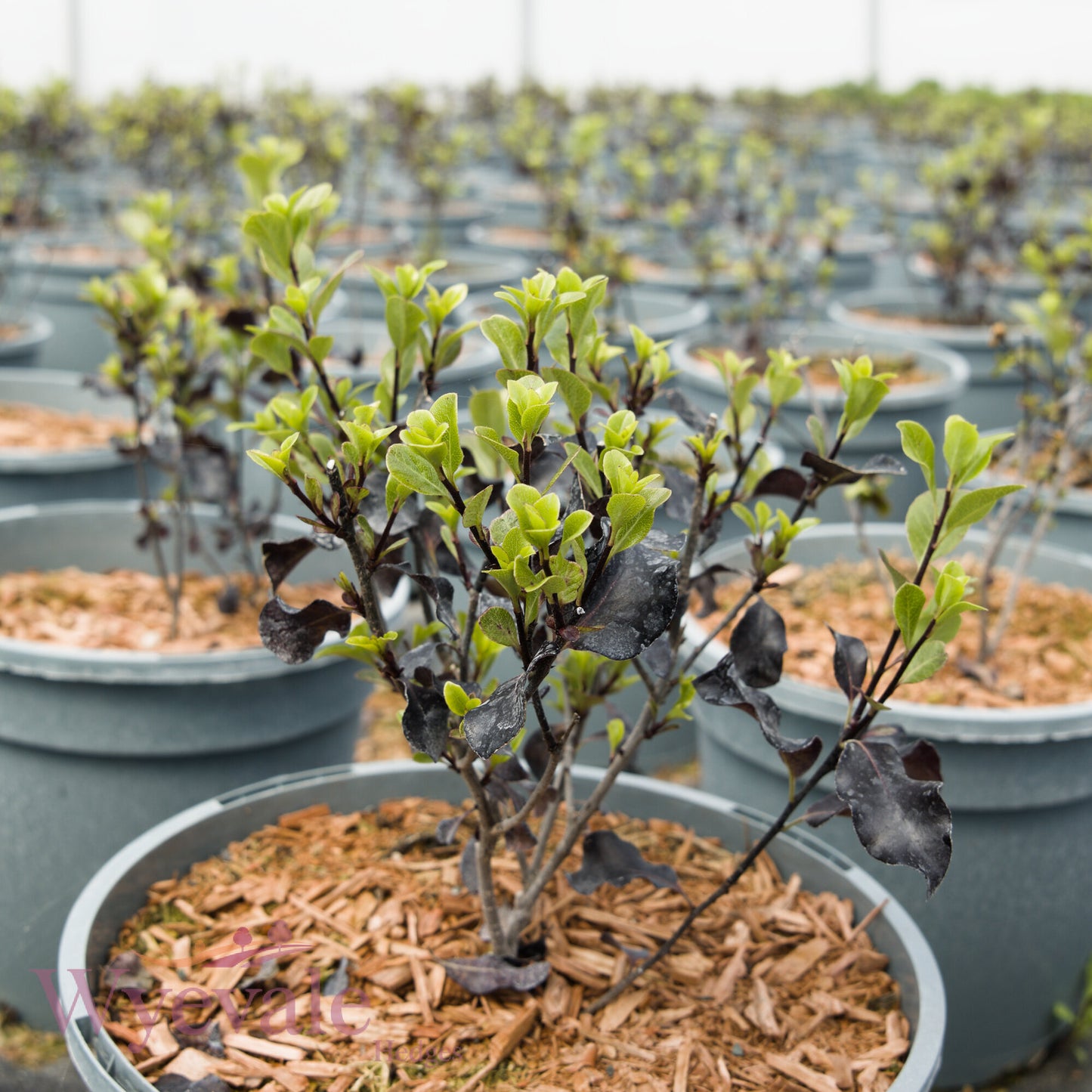 Pittosporum tenuifolium 'Dark Diva'
