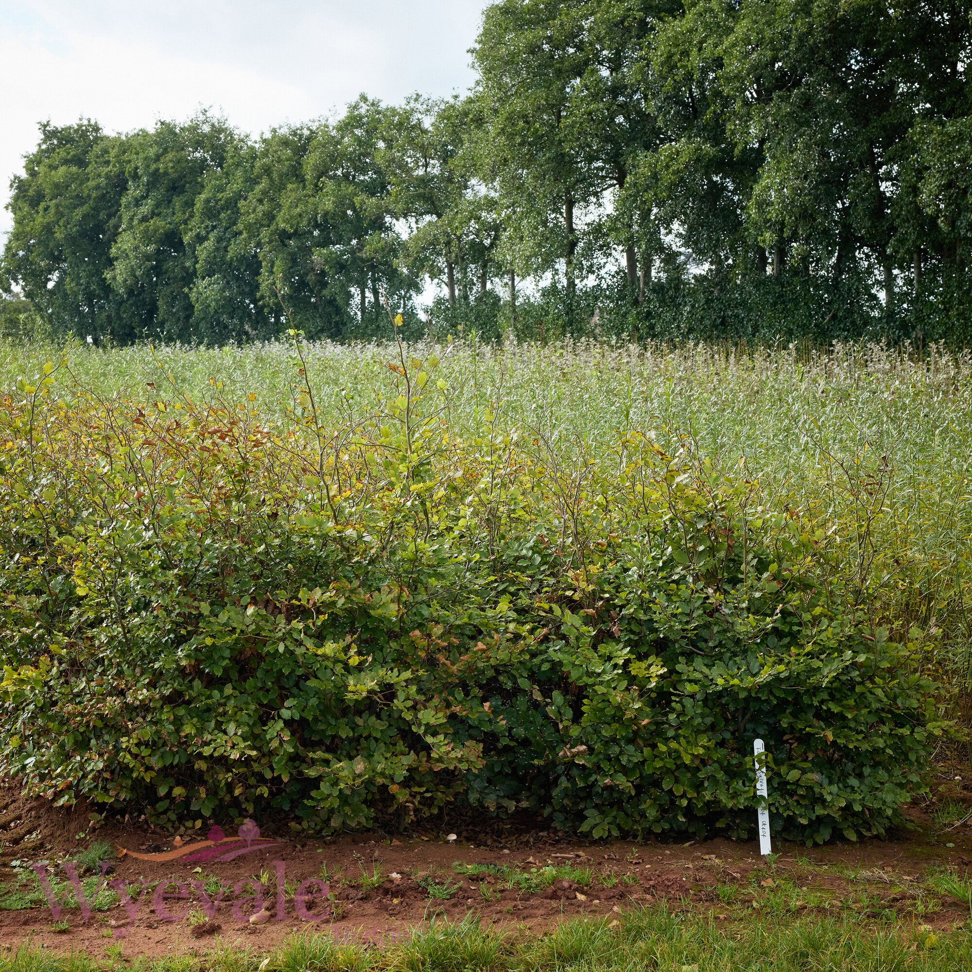 Bareroot Fagus sylvatica (Common Beech)