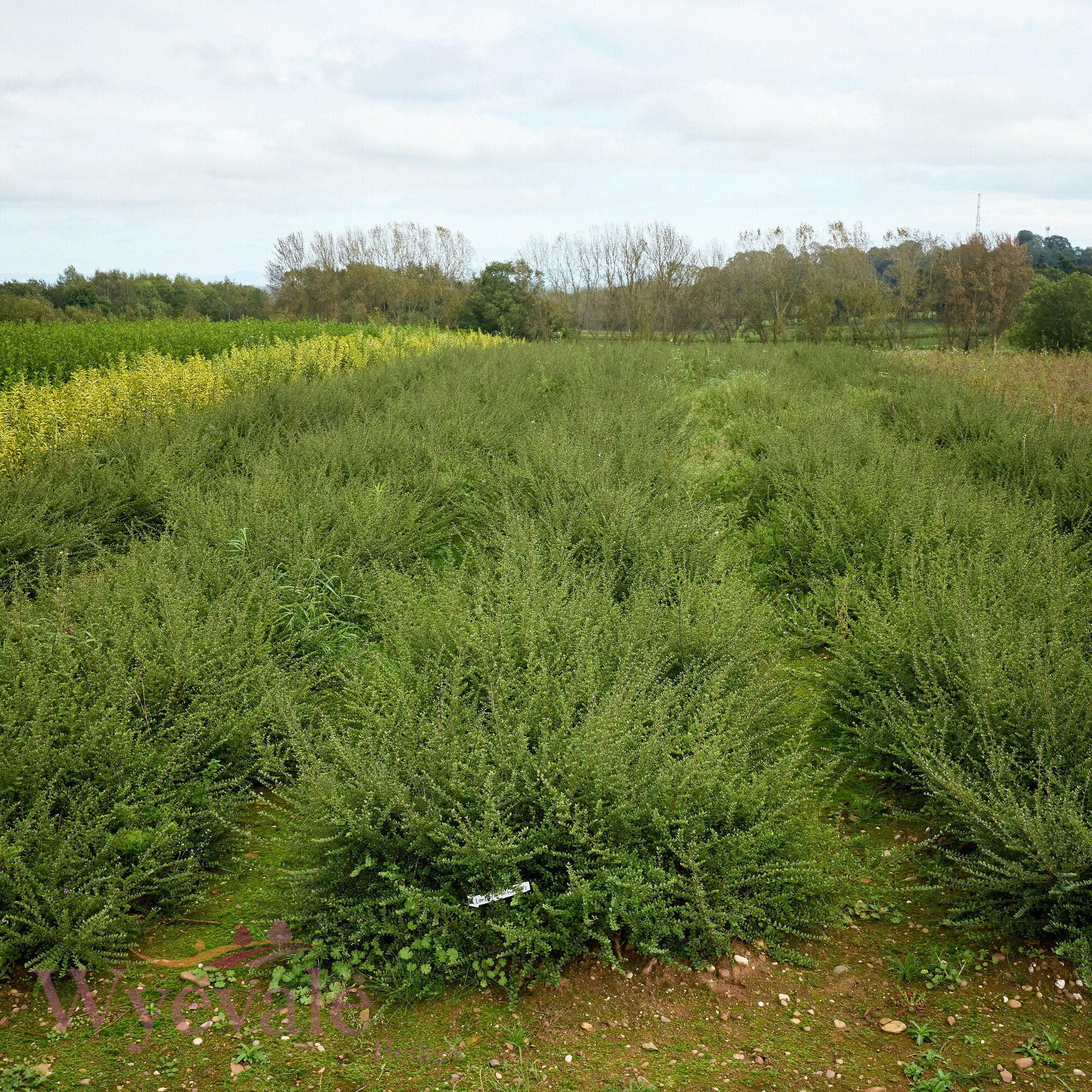 Bareroot Lonicera nitida (Box Honeysuckle)