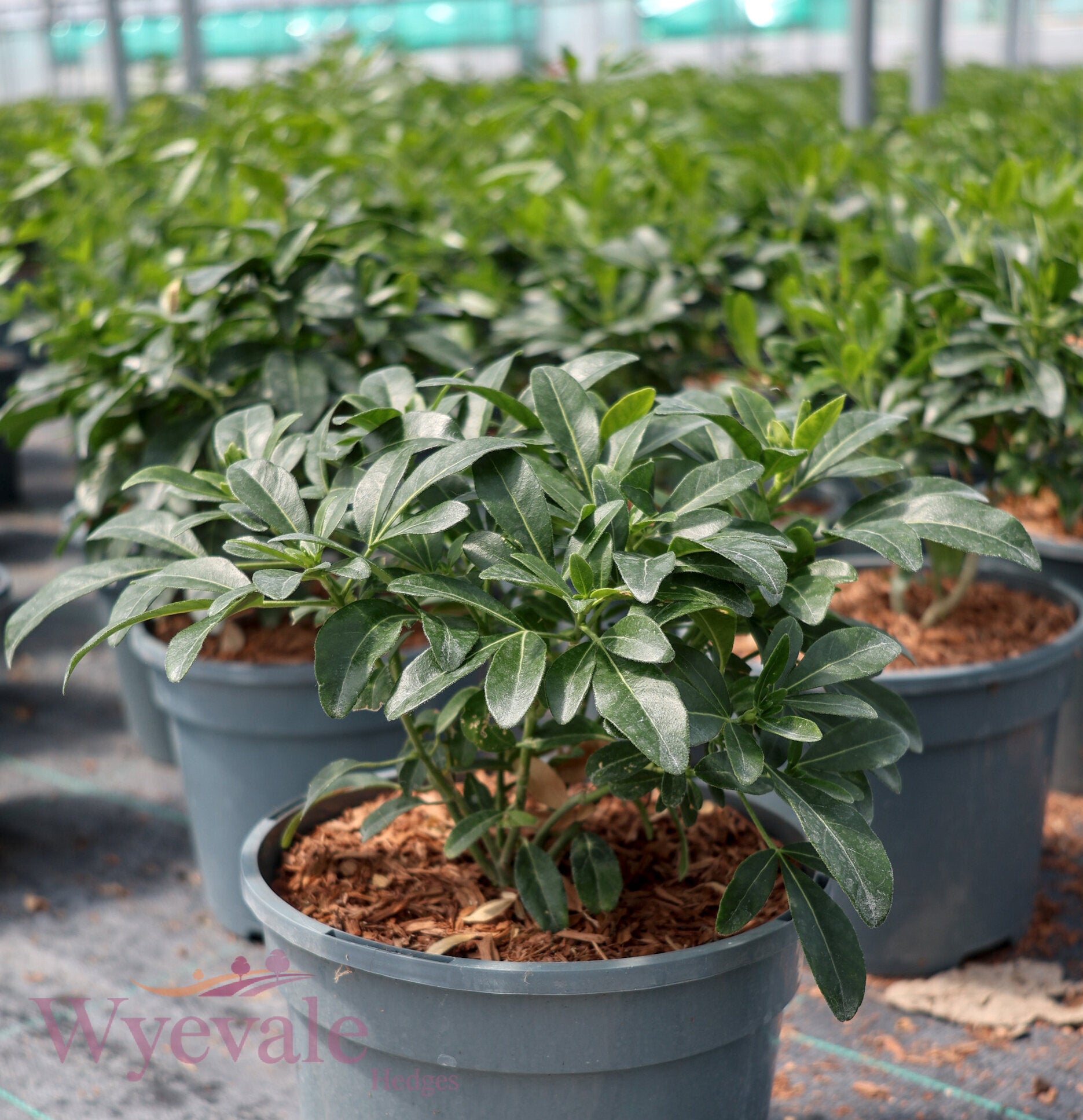 Choisya ternata (Mexican Orange Blossom)