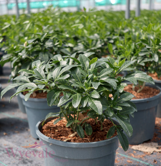 Choisya ternata (Mexican Orange Blossom)