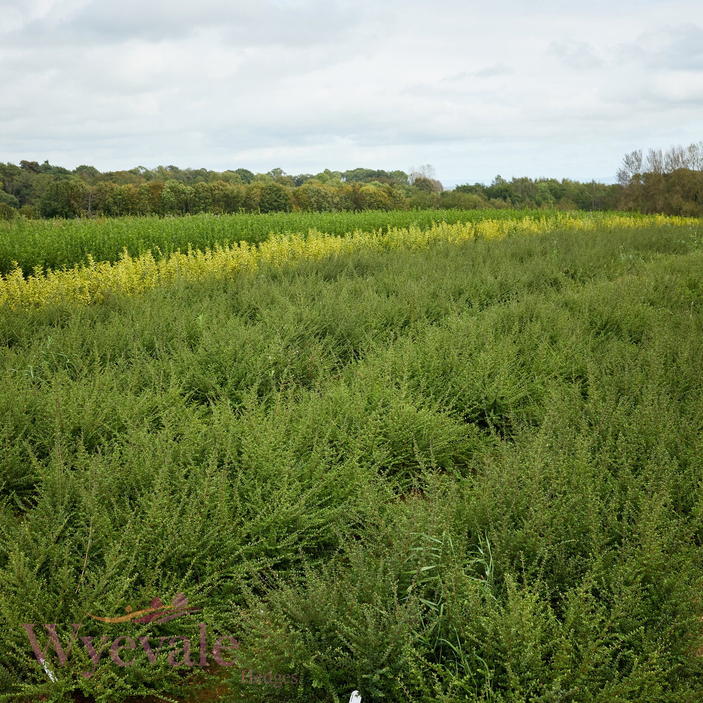 Bareroot Lonicera nitida (Box Honeysuckle)