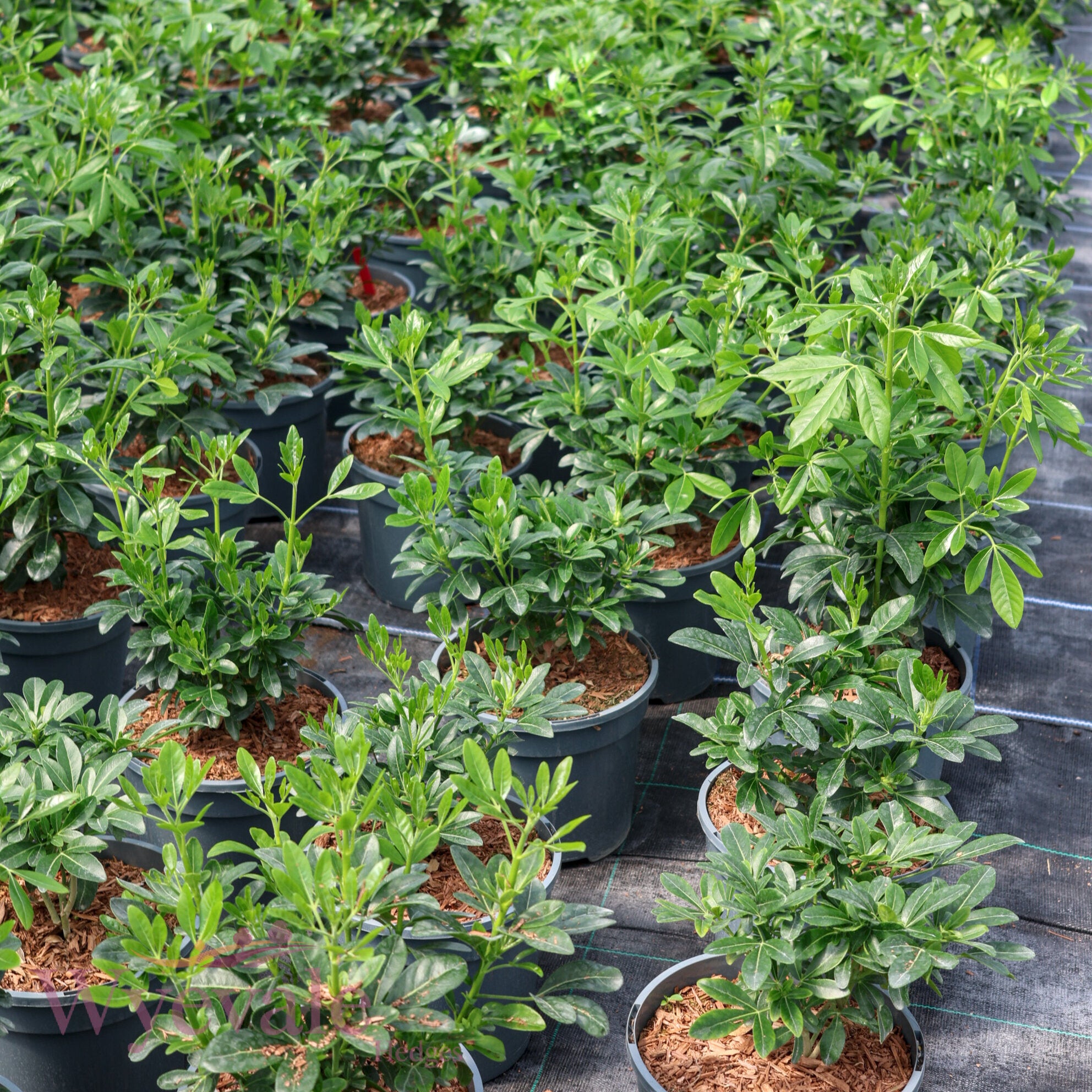 Choisya ternata (Mexican Orange Blossom)