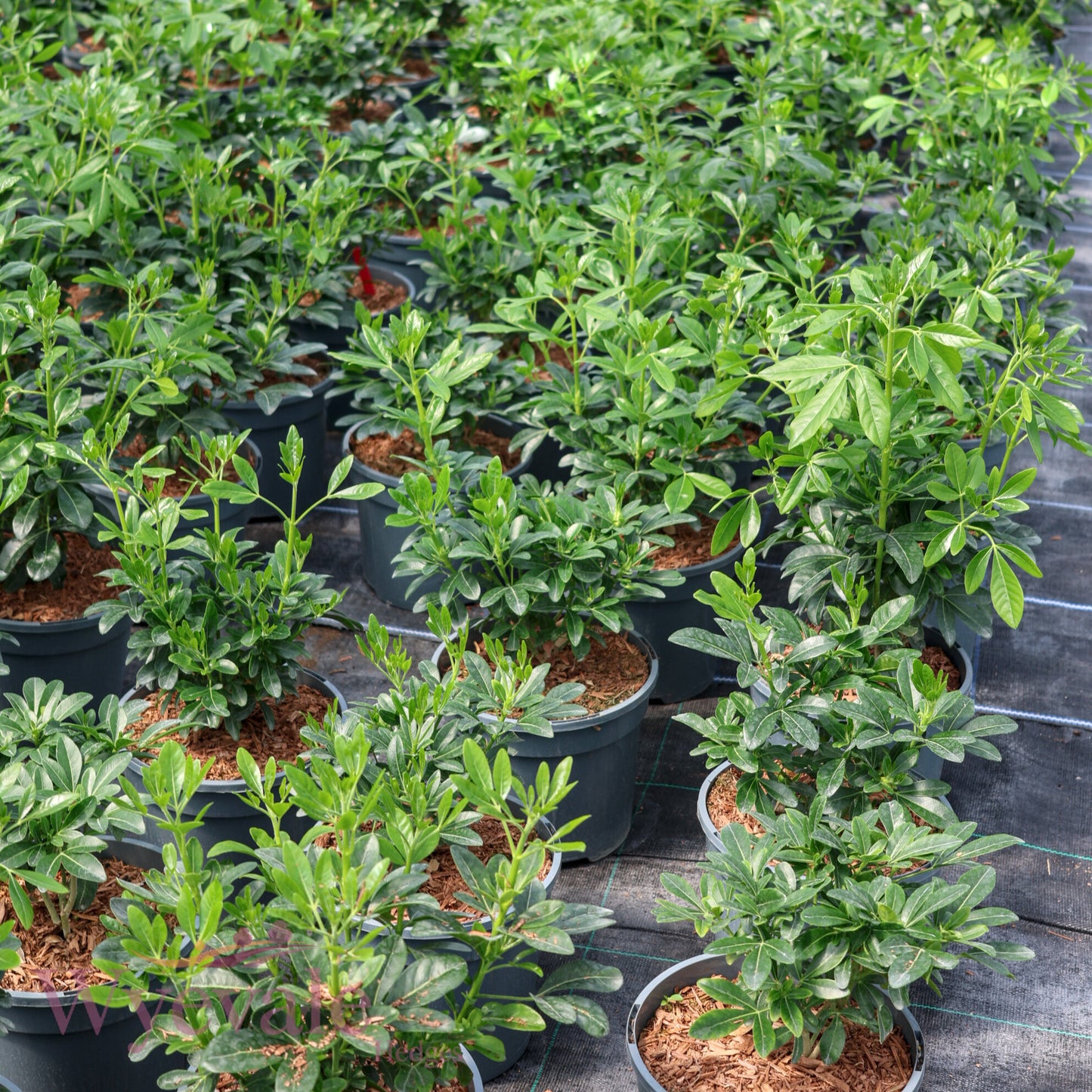 Choisya ternata (Mexican Orange Blossom)