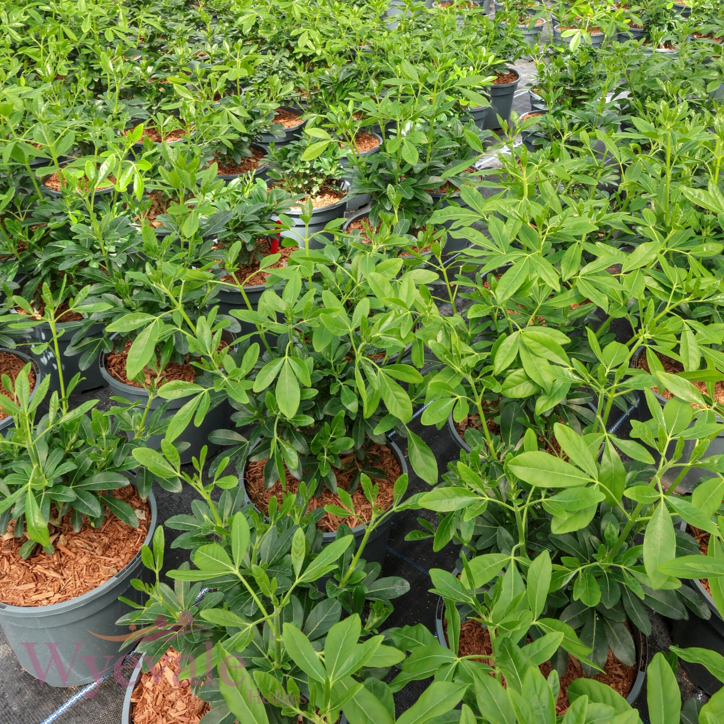 Choisya ternata (Mexican Orange Blossom)