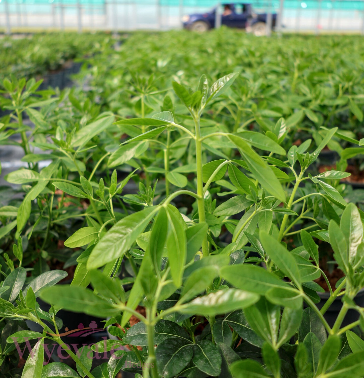 Choisya ternata (Mexican Orange Blossom)