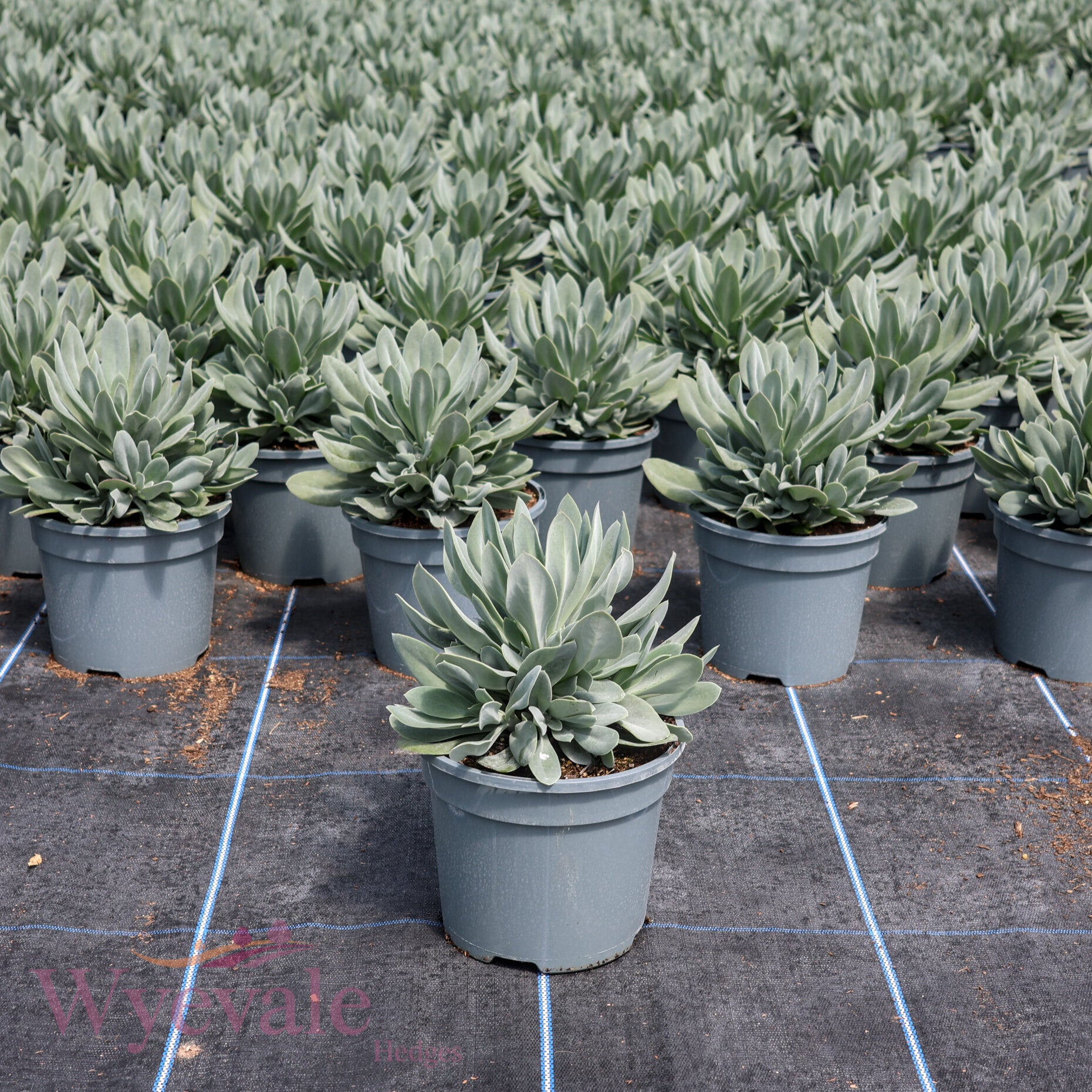 Senecio cephalophorus (Mountain Fire) 'Orange Flame'