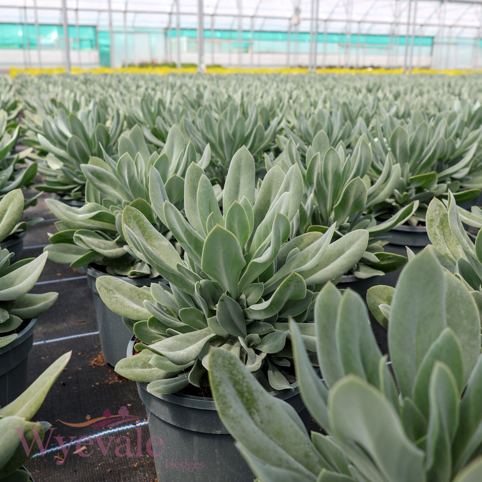 Senecio cephalophorus (Mountain Fire) 'Orange Flame'