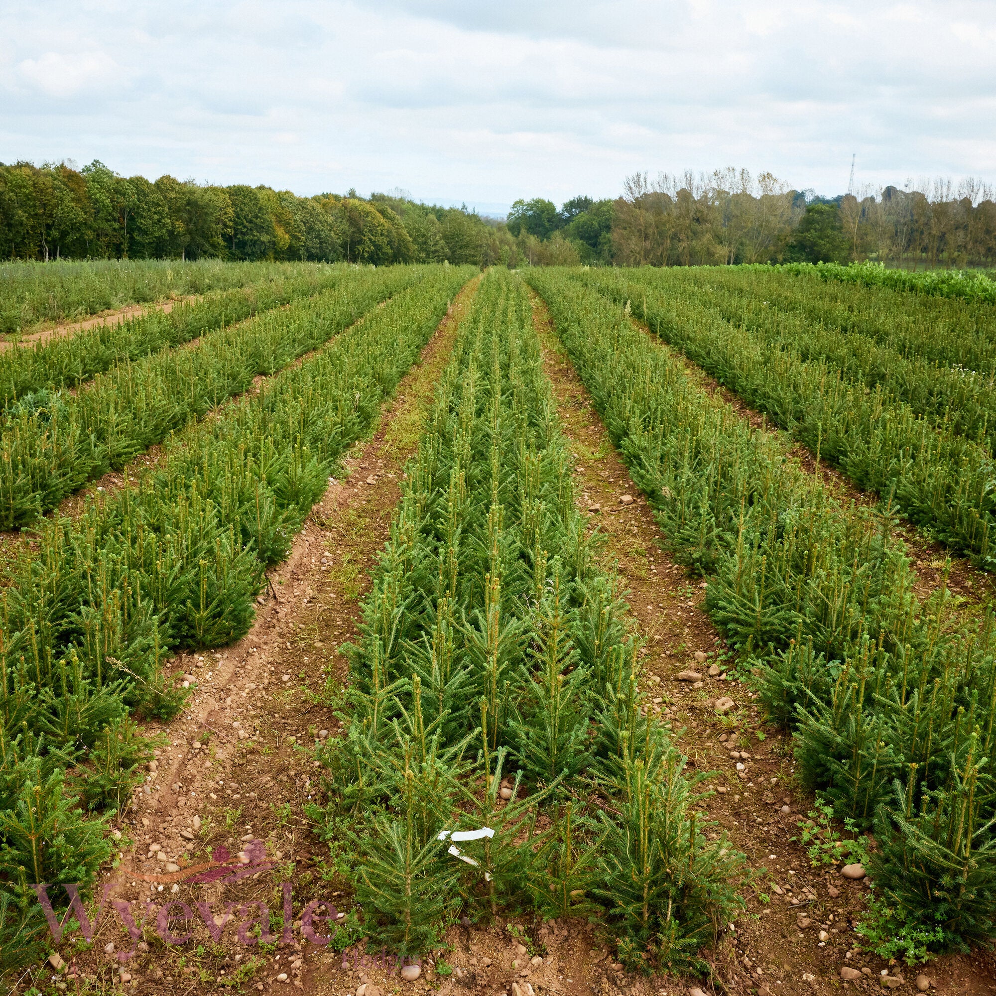 Bareroot Abies nordmanniana (Nordmann Fir)
