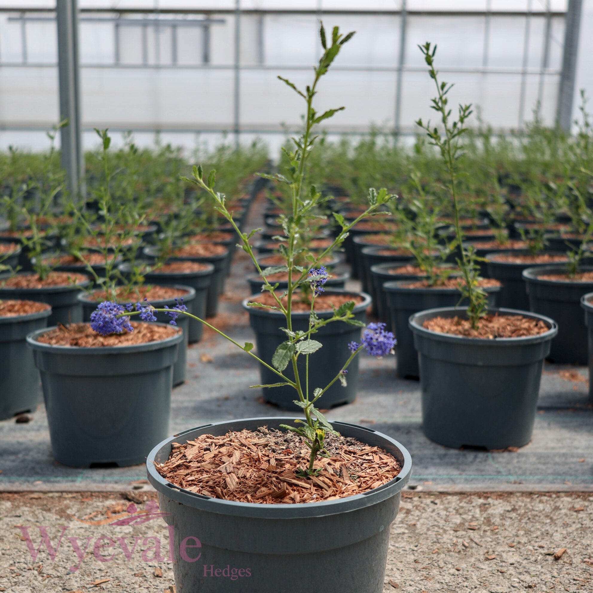 Ceanothus (Californian Lilac) 'Concha'