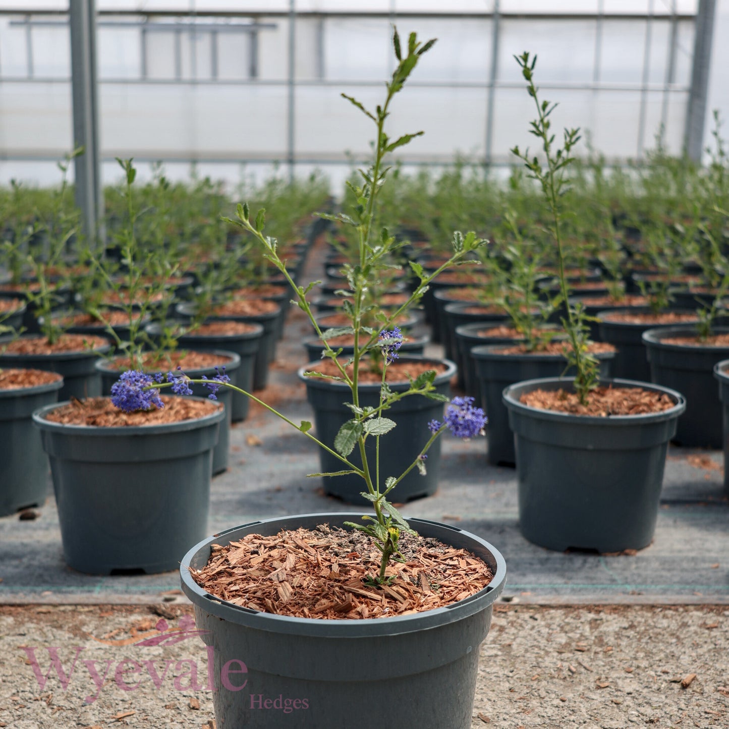 Ceanothus (Californian Lilac) 'Concha'