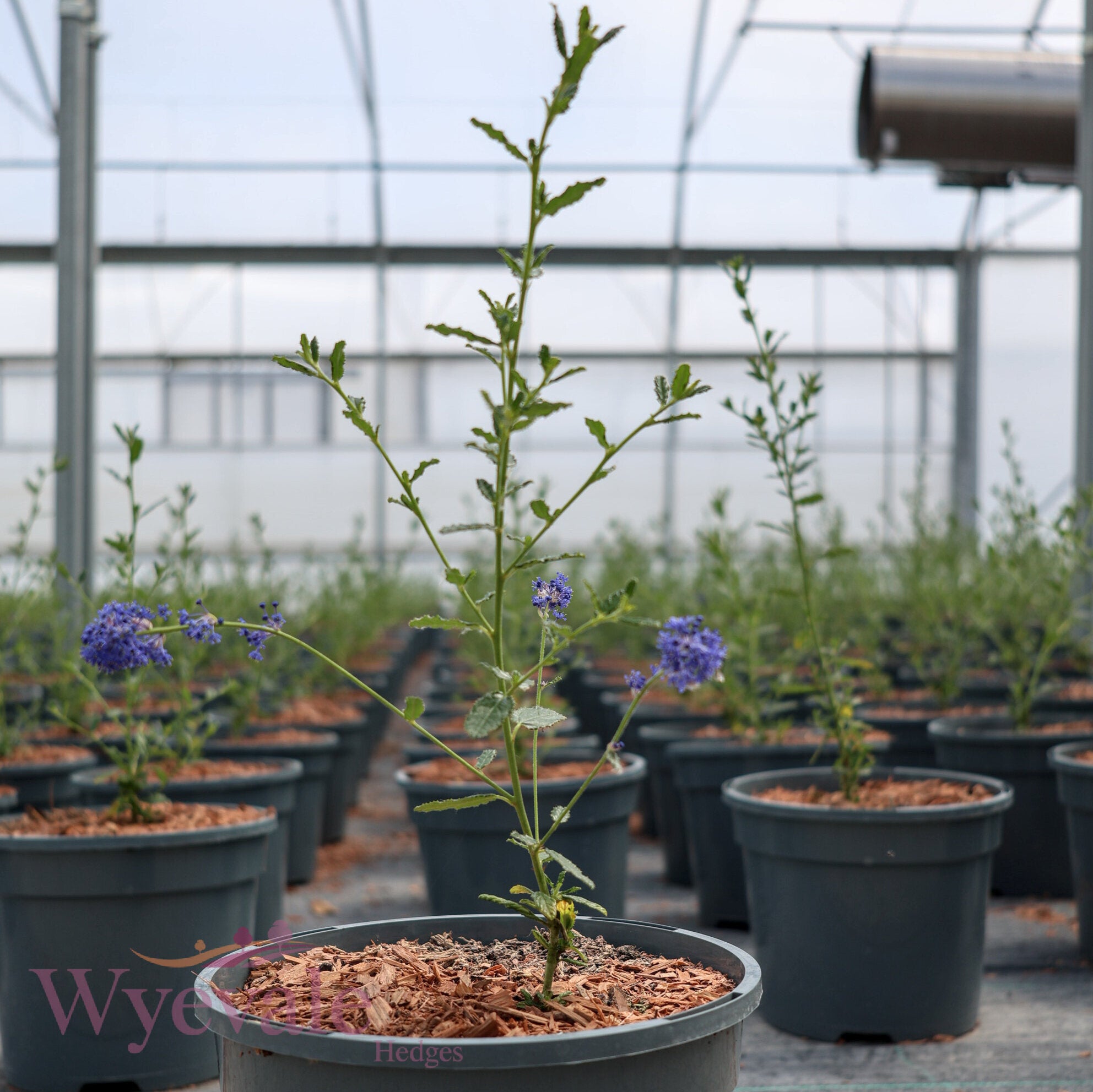 Ceanothus (Californian Lilac) 'Concha'