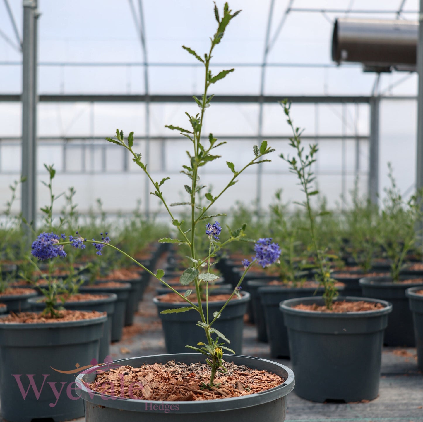 Ceanothus (Californian Lilac) 'Concha'