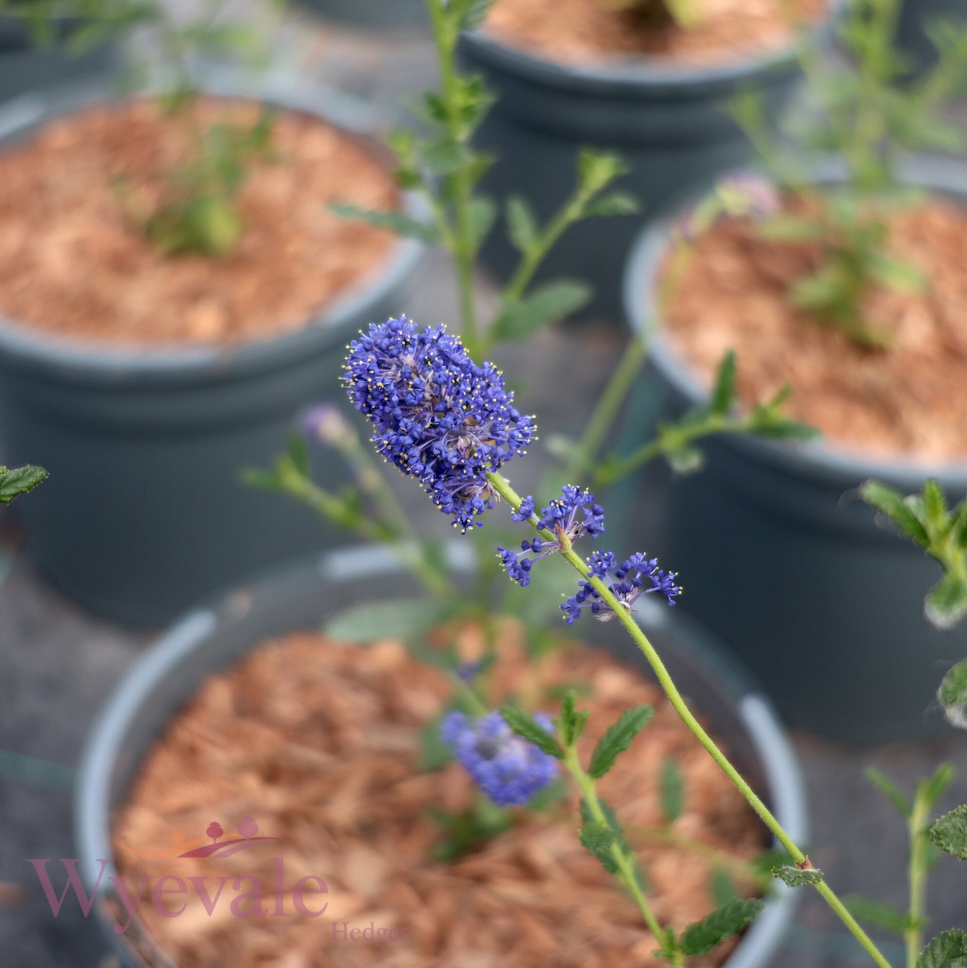 Ceanothus (Californian Lilac) 'Concha'