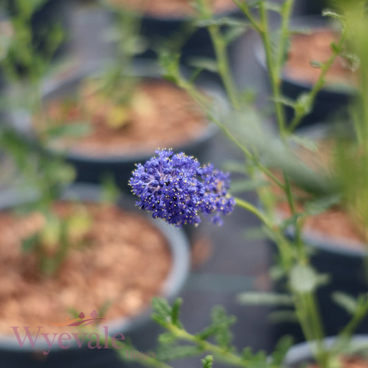 Ceanothus (Californian Lilac) 'Concha'