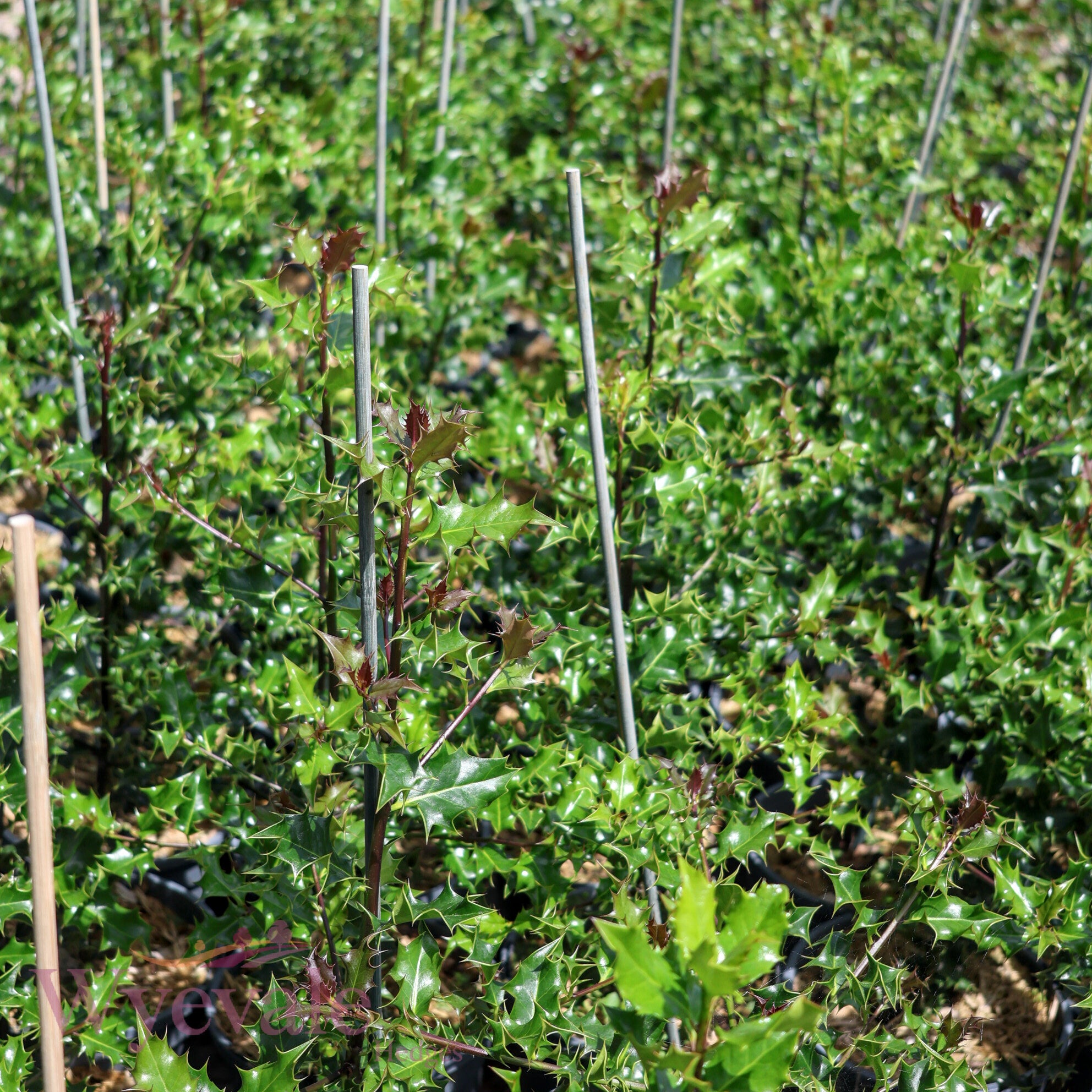Ilex aquifolium (Holly)
