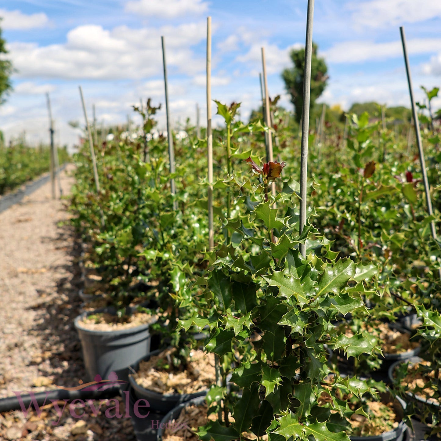 Ilex aquifolium (Holly)
