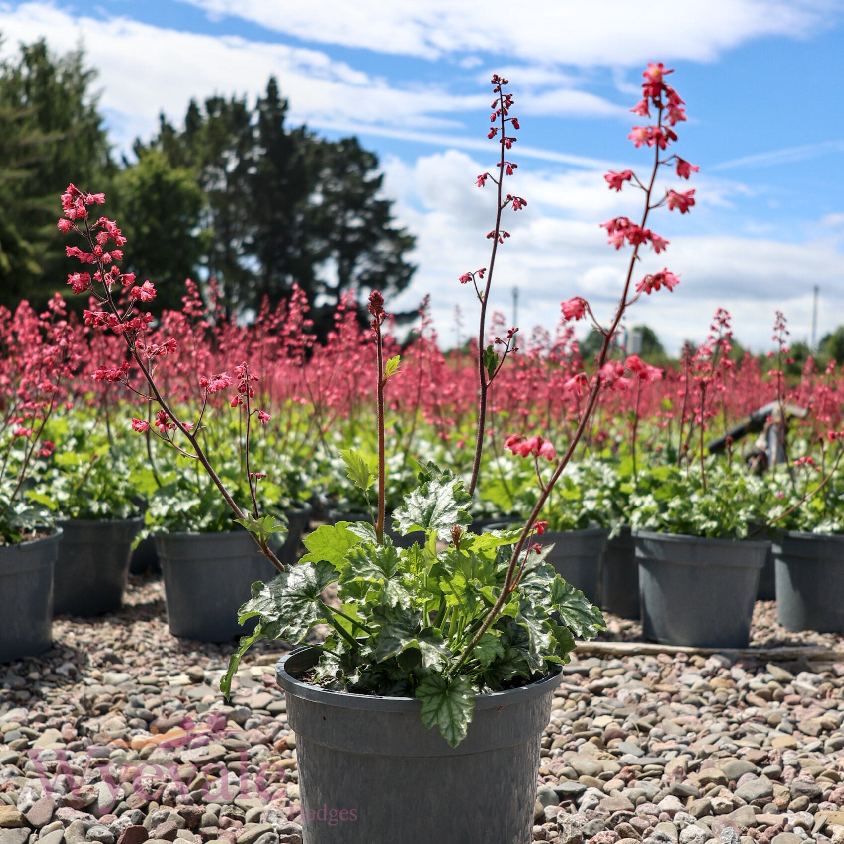 Heuchera (Coral Bells Paris) 'Paris'
