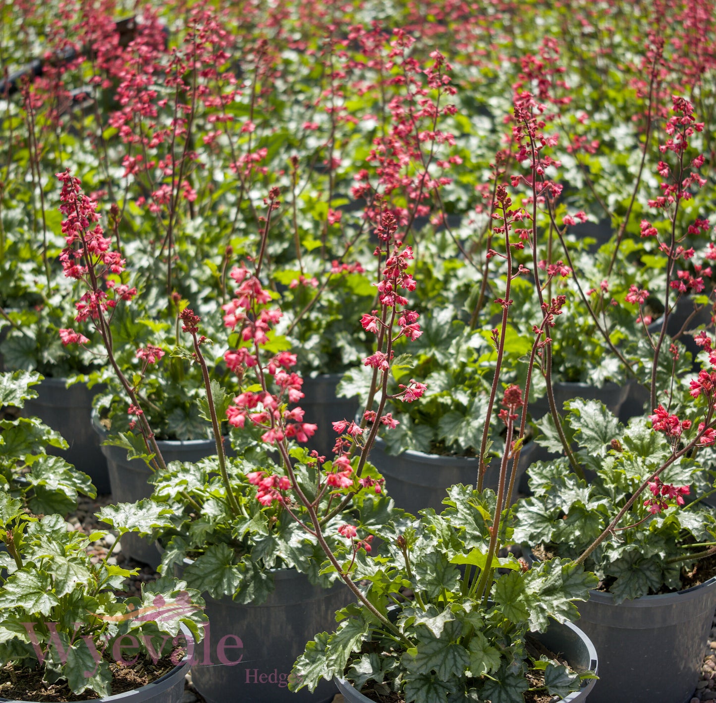 Heuchera (Coral Bells Paris) 'Paris'
