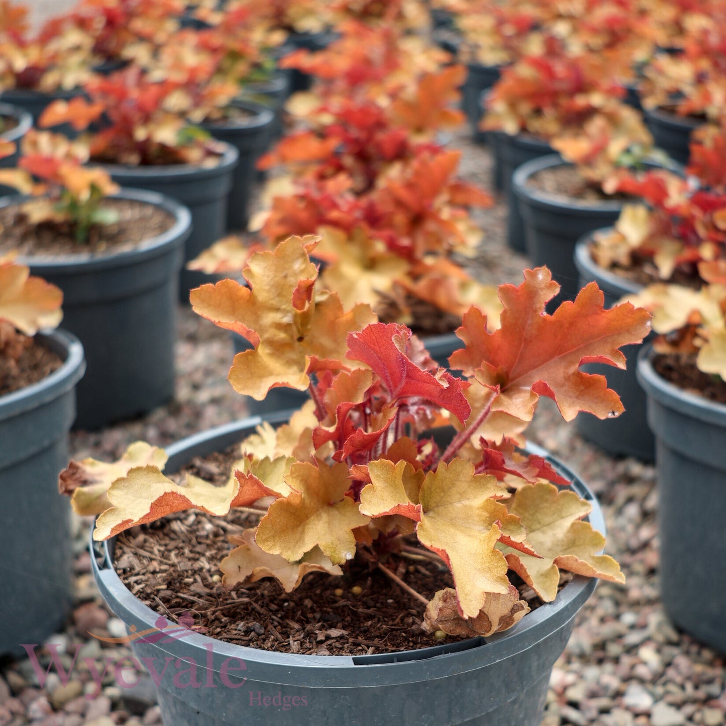 Heuchera (Coral bells) 'Marmalade'
