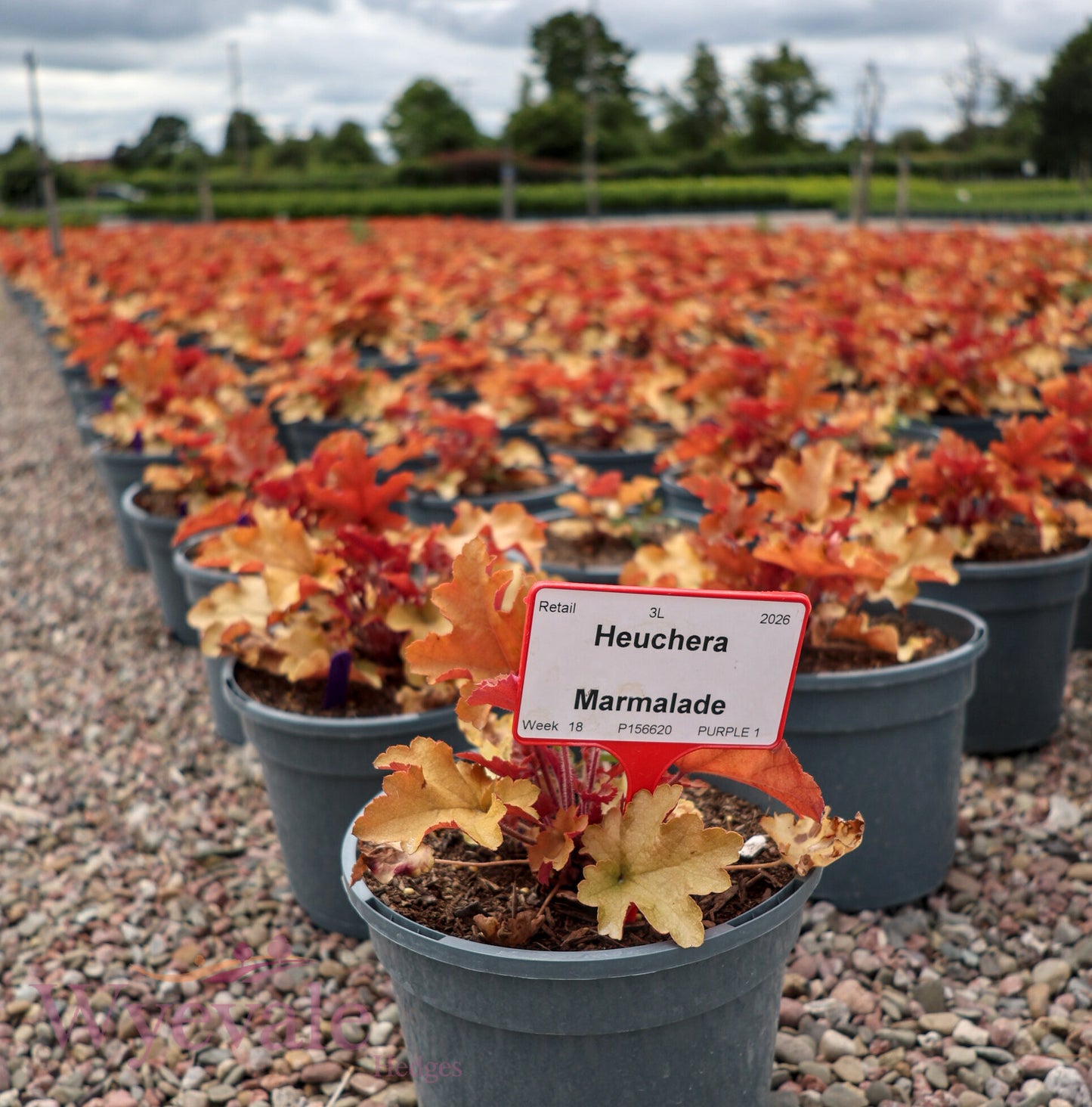 Heuchera (Coral bells) 'Marmalade'