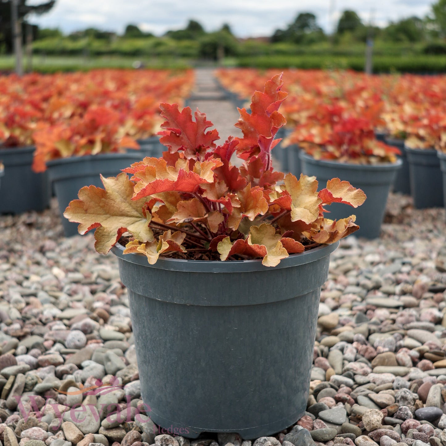 Heuchera (Coral bells) 'Marmalade'