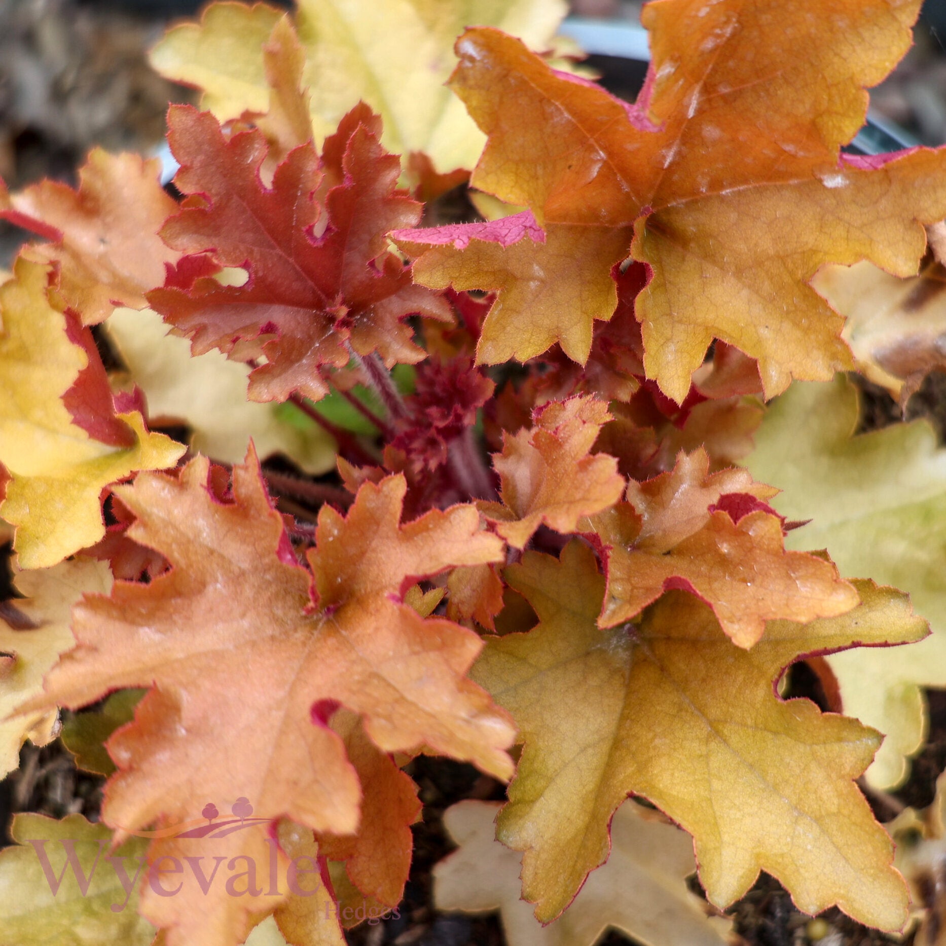Heuchera (Coral bells) 'Marmalade'
